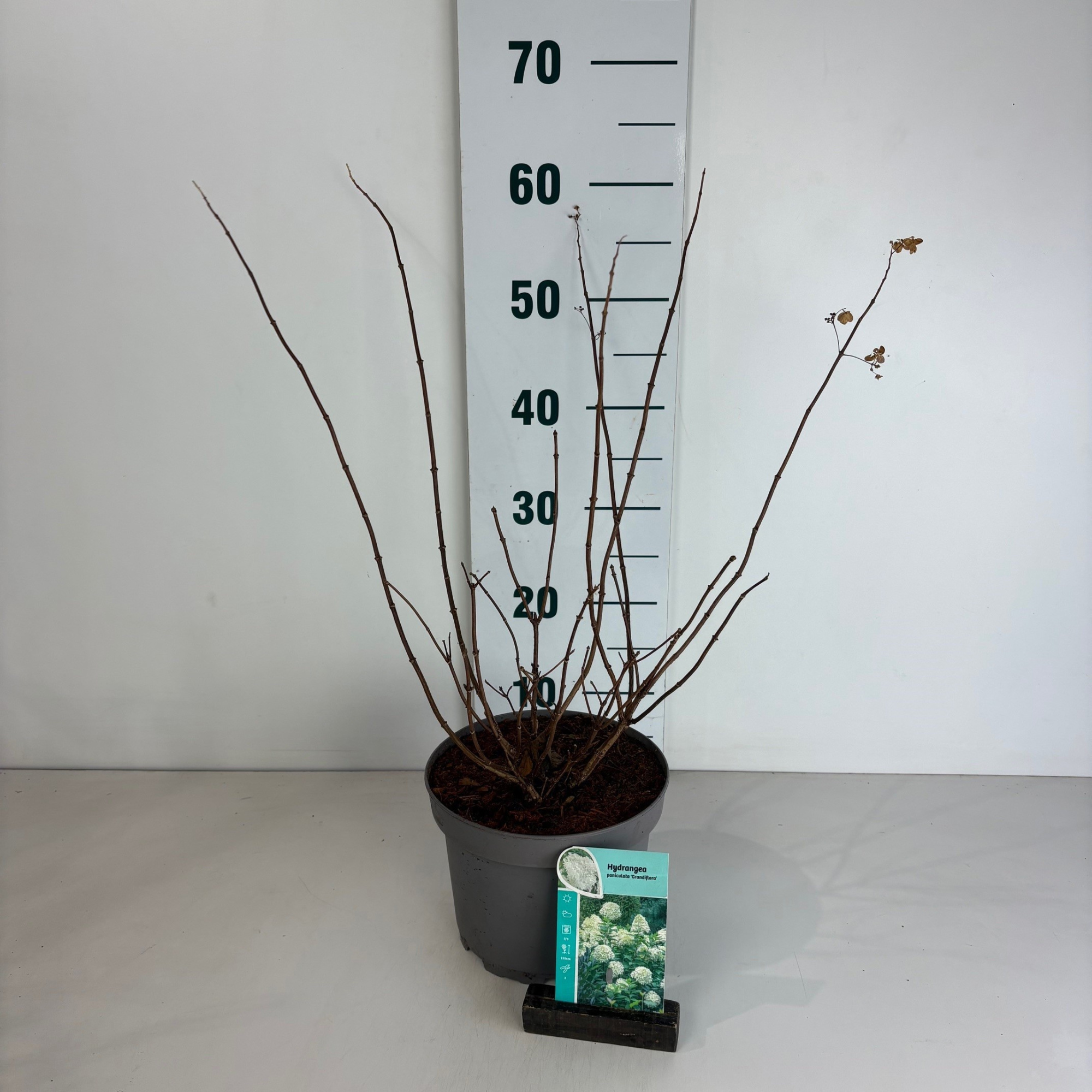 Hydrangea paniculata Grandiflora, D 20