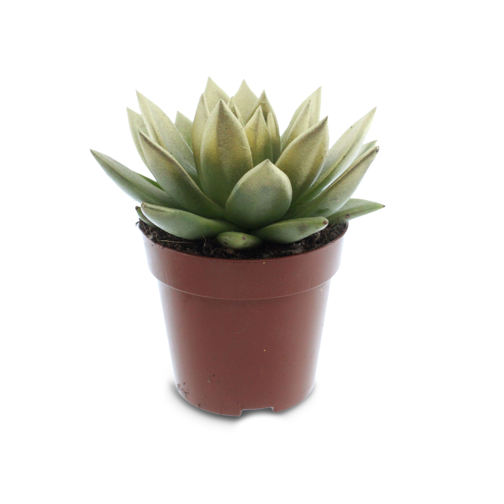 Miranda coloured festival gold, D 12