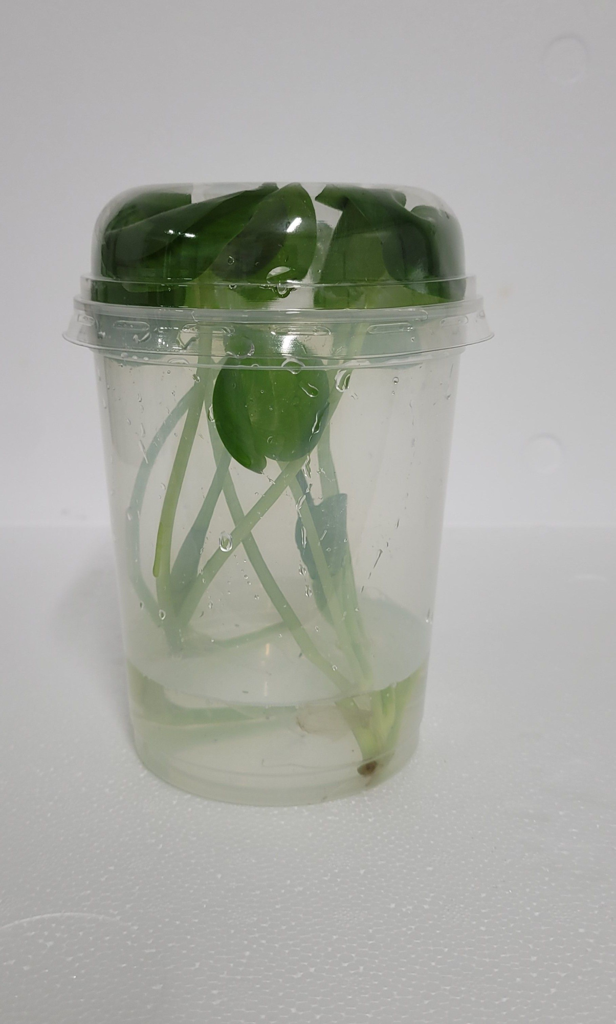 490-Heterantera reniformis met deksel, D 12