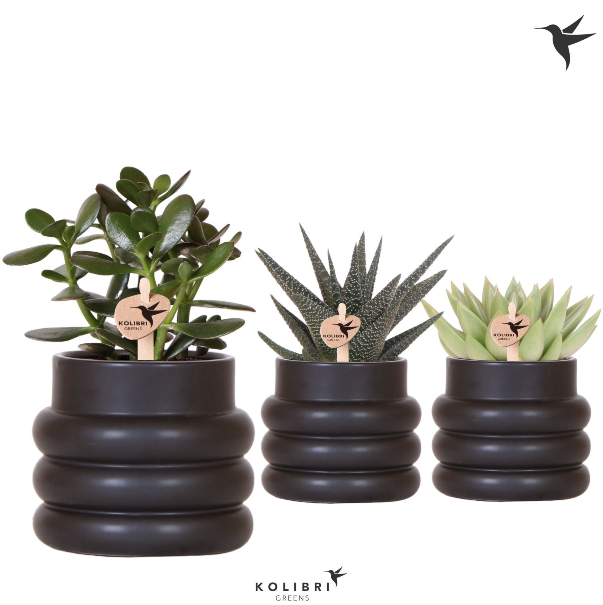 Kolibri Greens Succulenten mix in Bubble pot black, D 9