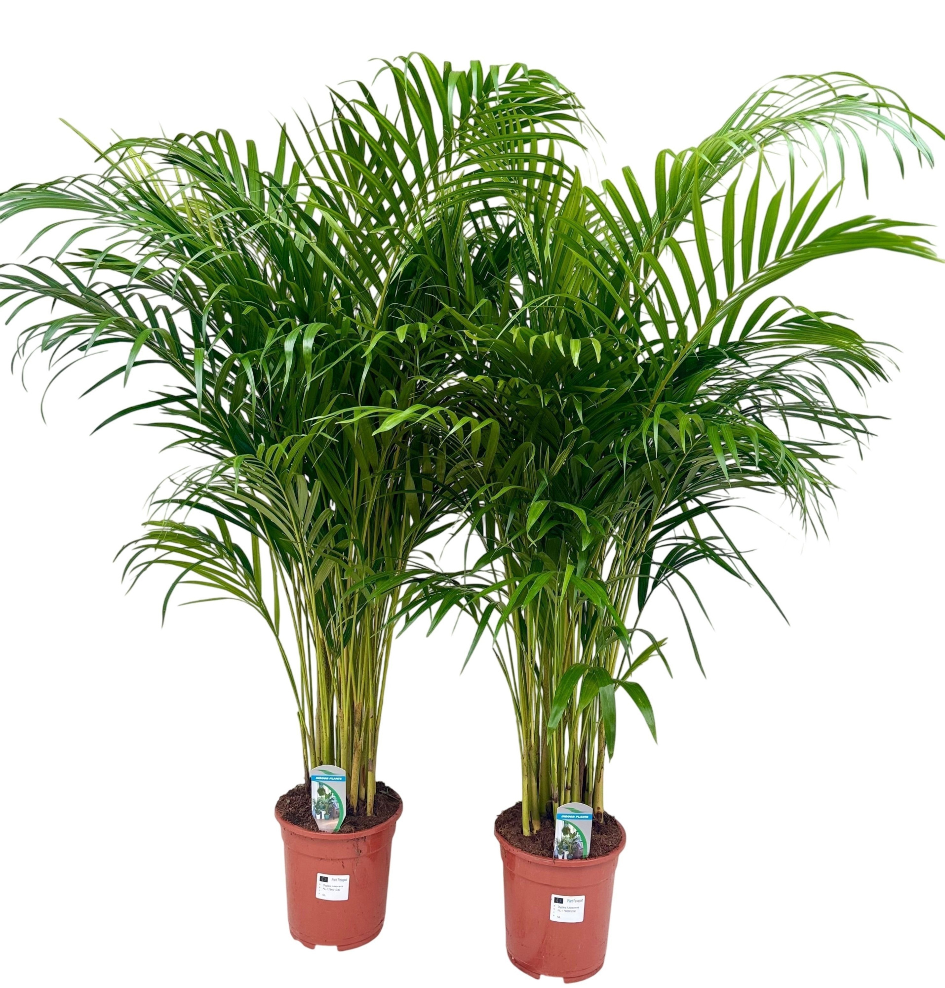 Dypsis lutescens P24 H150, D 24