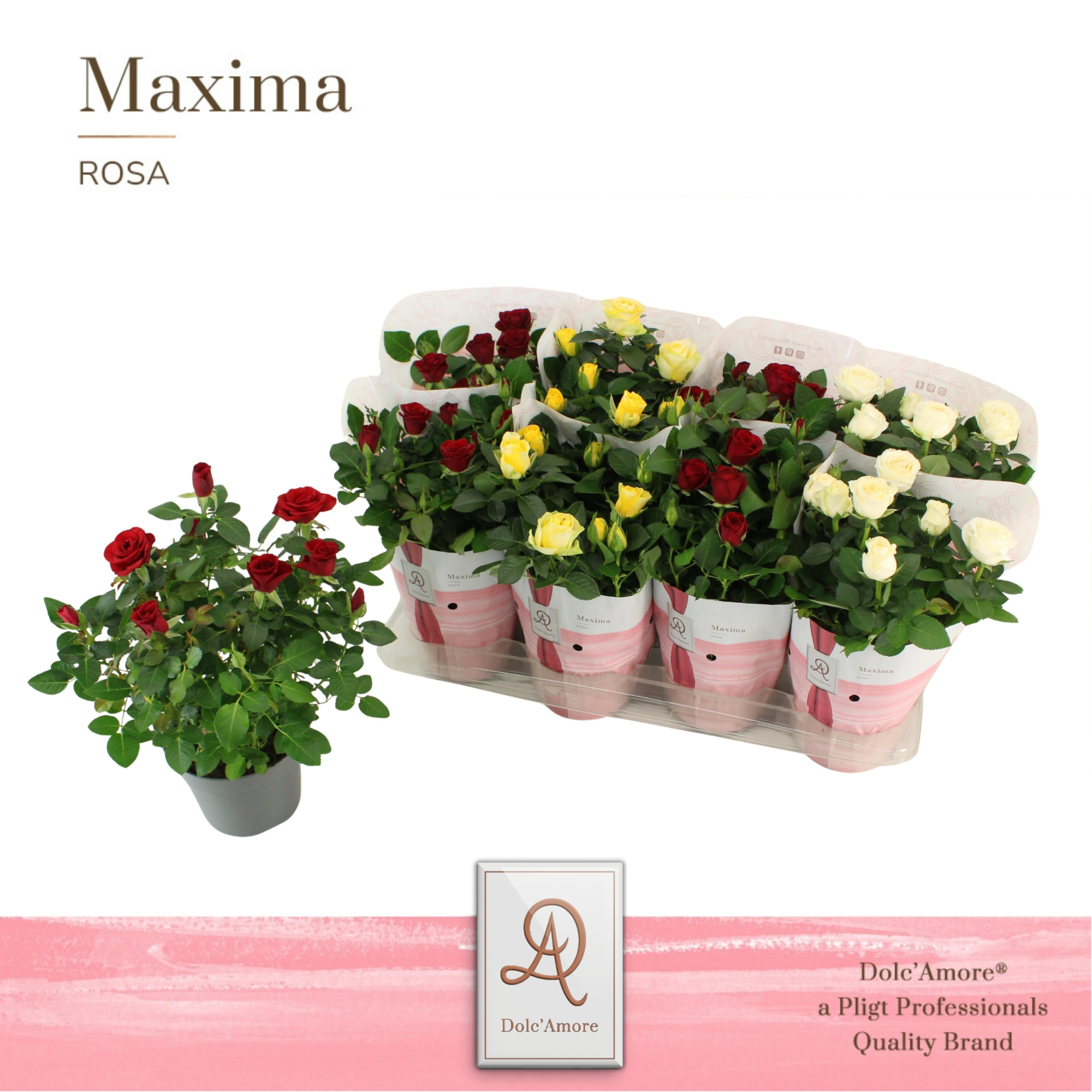 Potroos Verona Mix P14 Dolc'Amore® Maxima, D 14