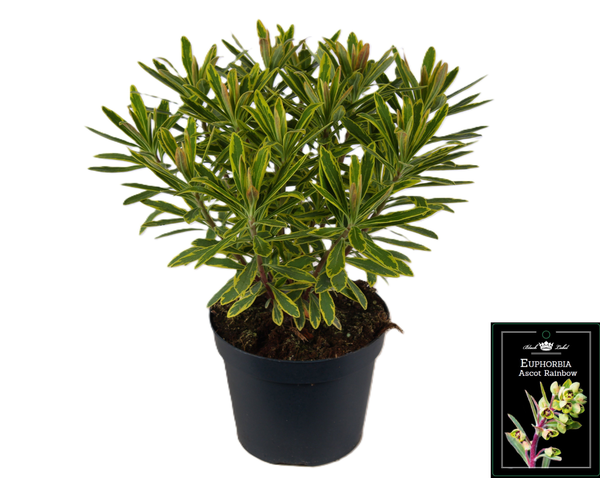 Euphorbia Ascot Rainbow P15, D 15