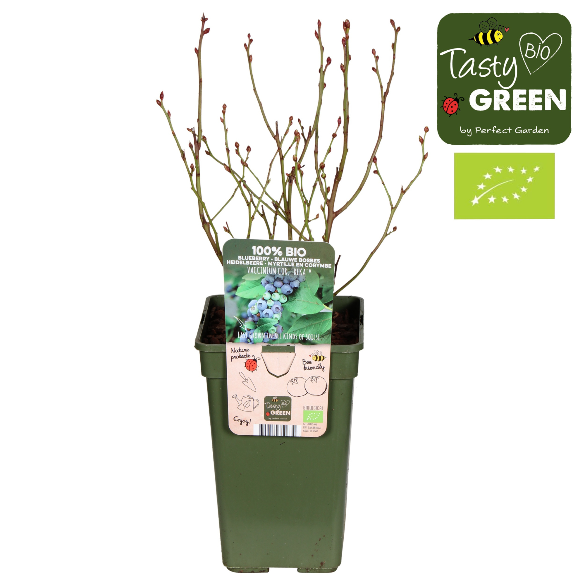 Vaccinium corymbosum Reka Bio P19, D 19