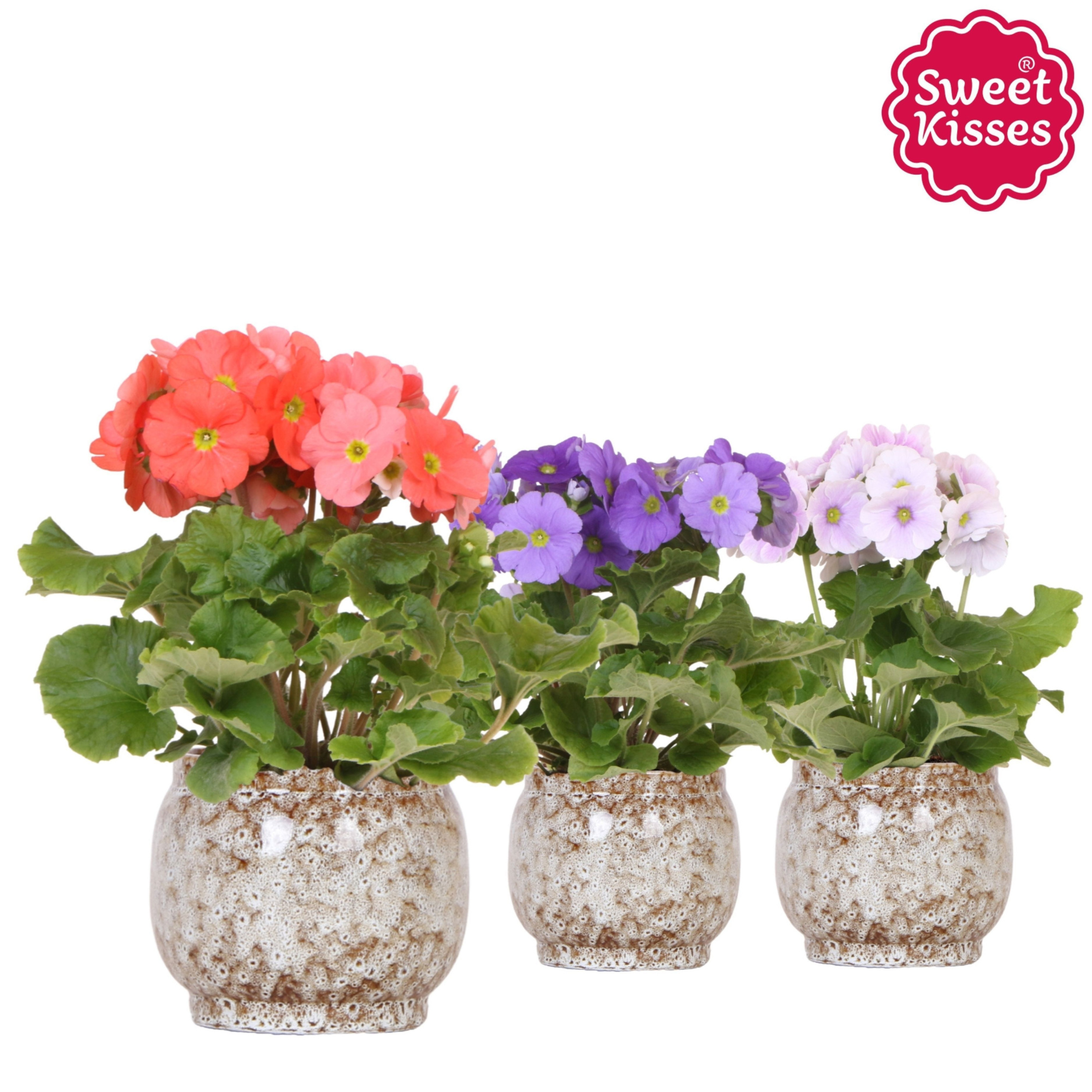 Primula Obconica Sweet Kisses mix in Safari pot, D 12