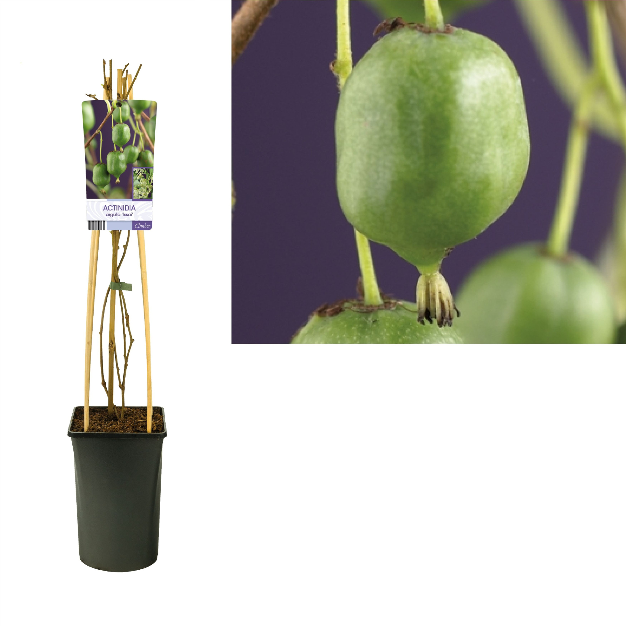 Actinidia arguta 'Issai' +light label, D 17