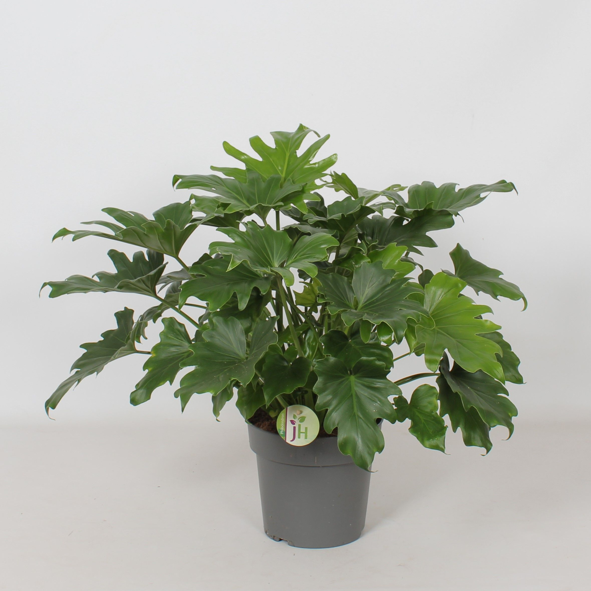 Philodendron 'Little Hope', D 21