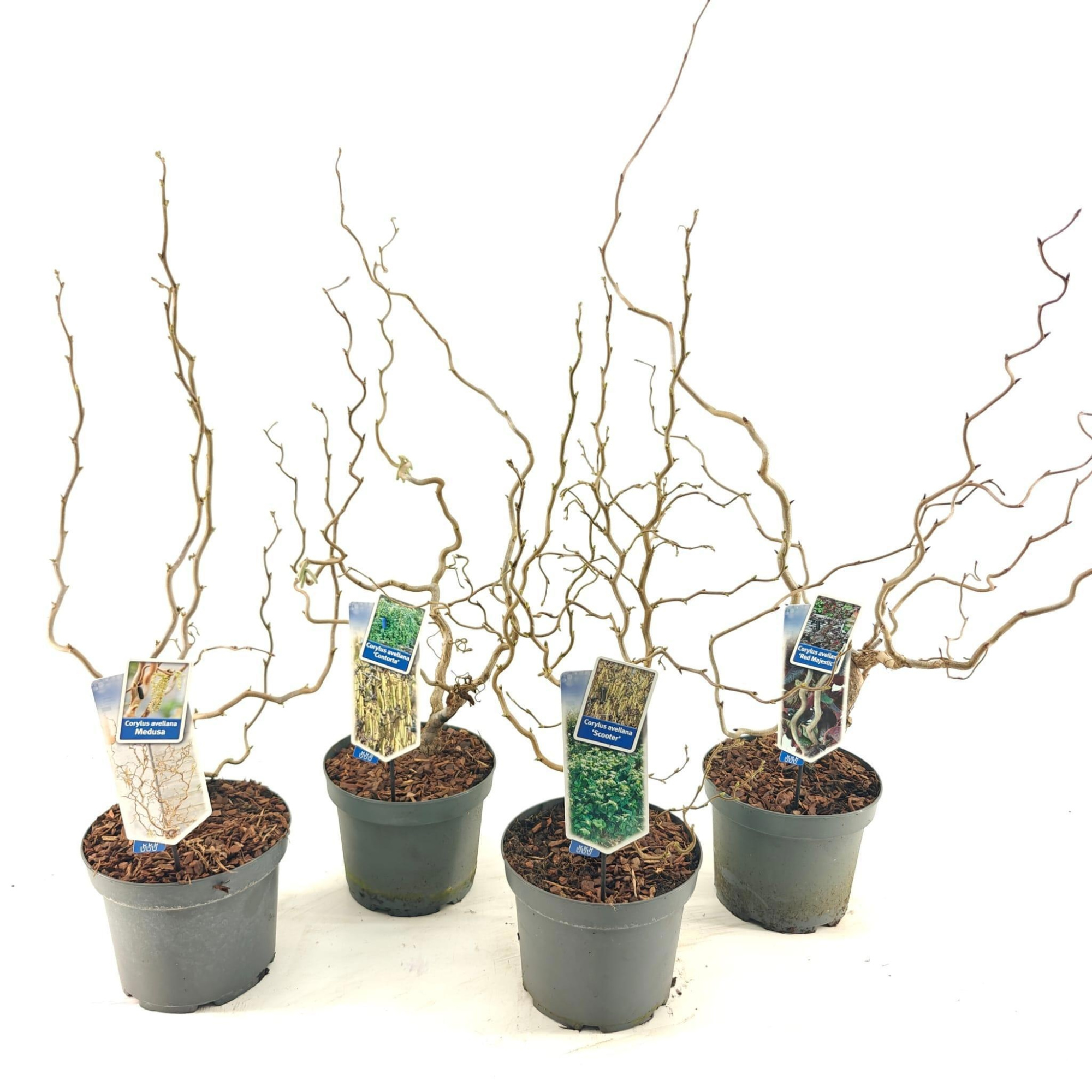 Corylus avellana mix (minimum order one layer), D 23