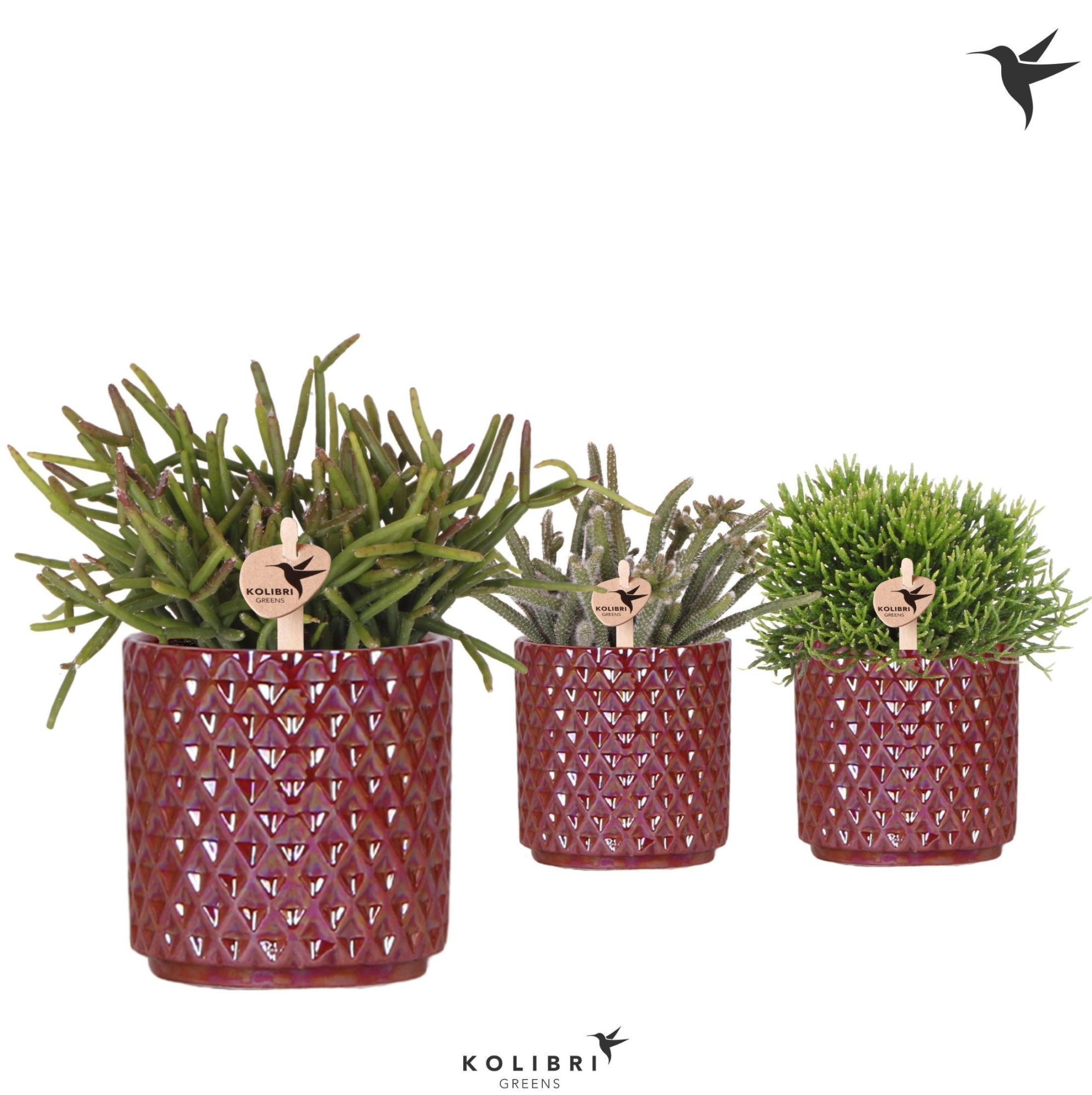 Kolibri Greens Rhipsalis mix in Diamond Pearl pot red, D 9