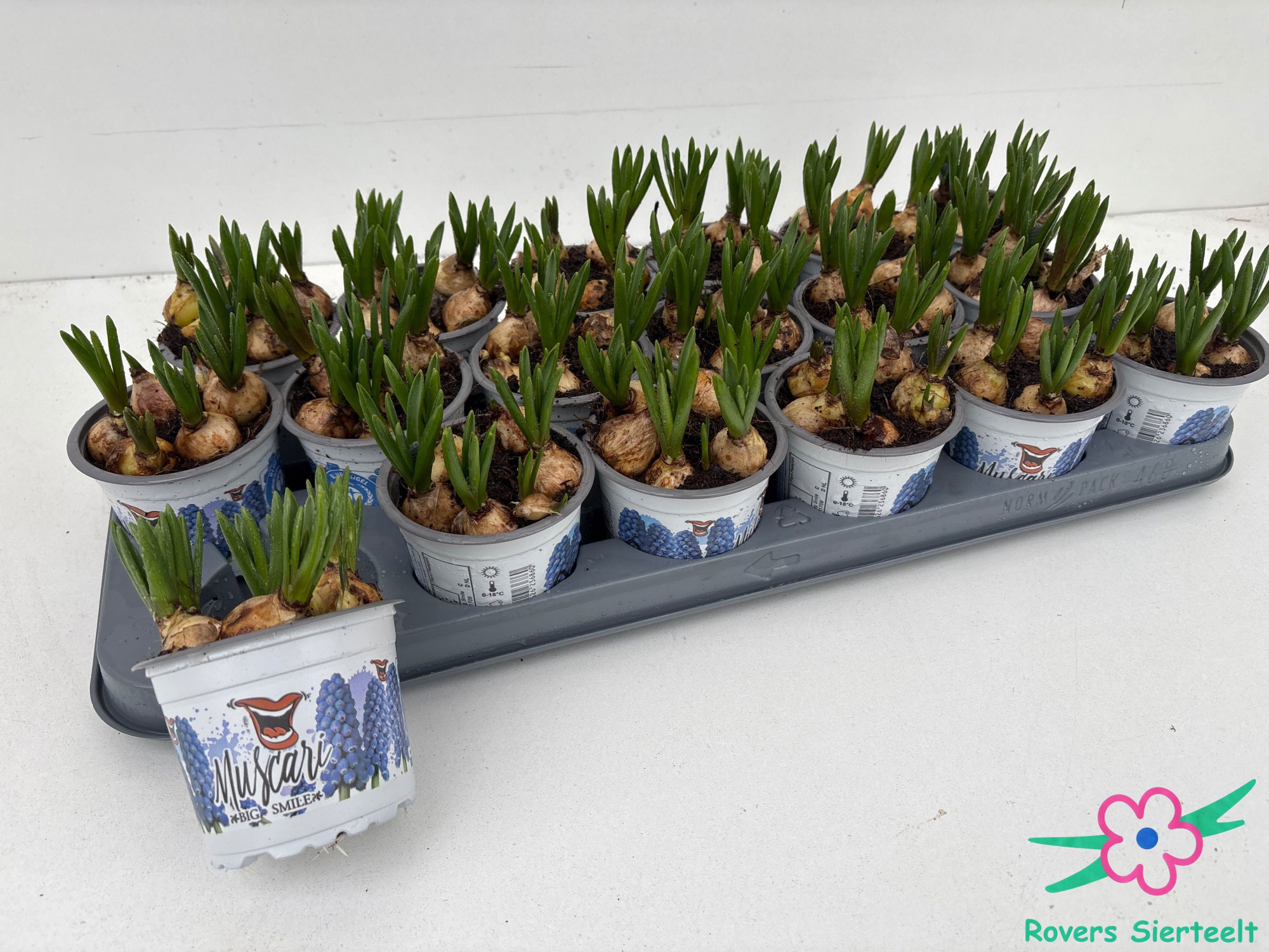 muscari big smile 9cm, D 9