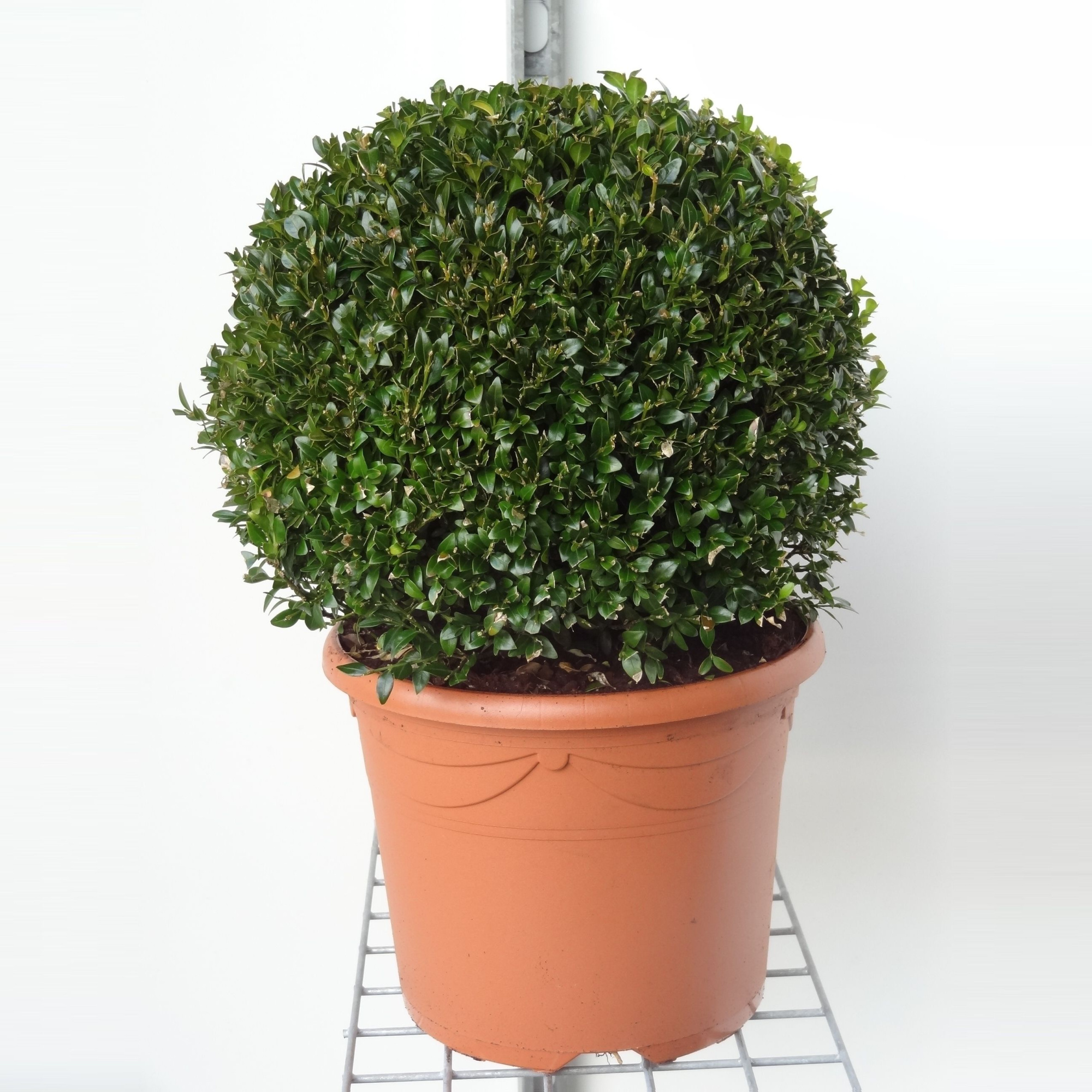 Buxus sempervirens bol 30, D 26