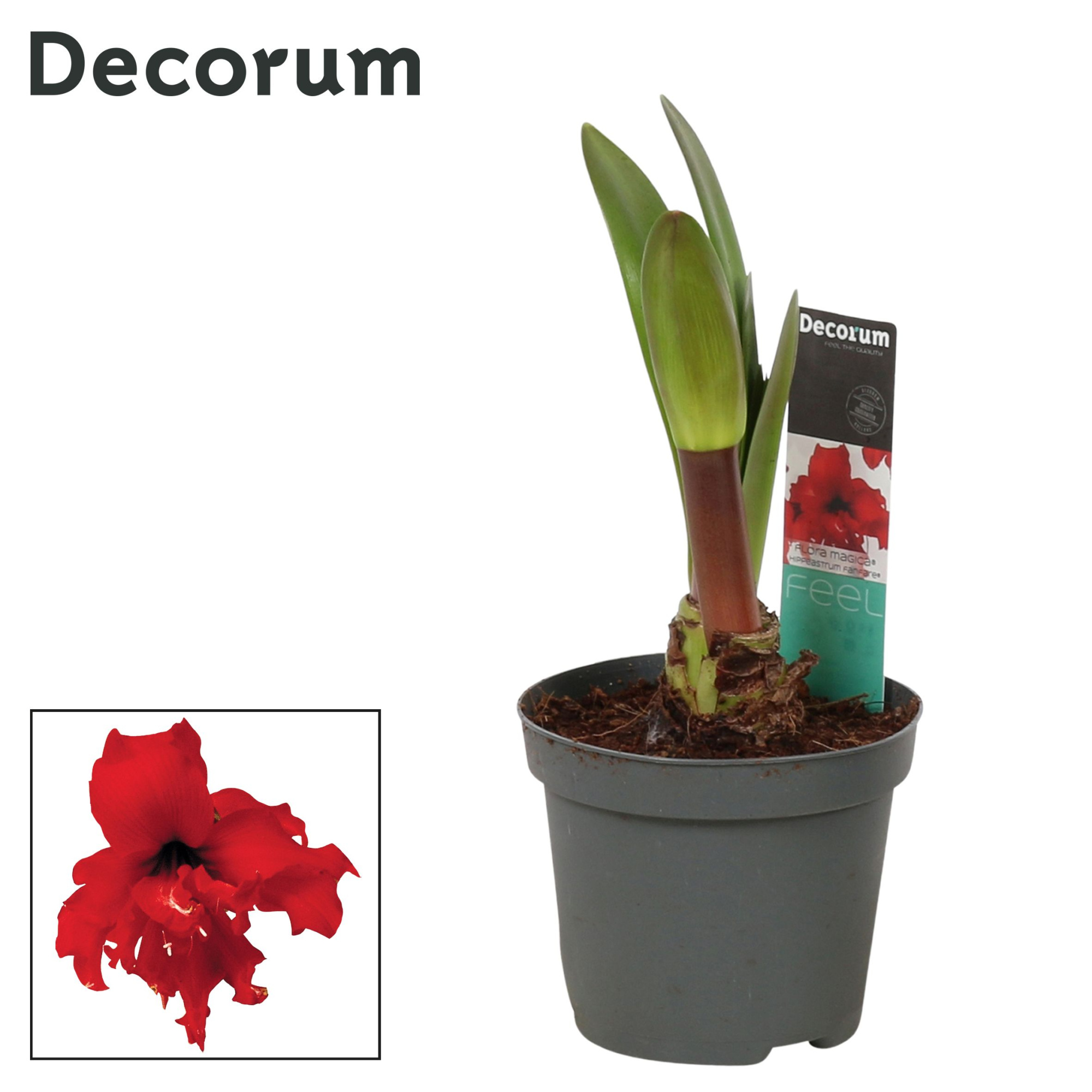 Amaryllis Kolibri Fanfare 2 Knop (Decorum), D 9