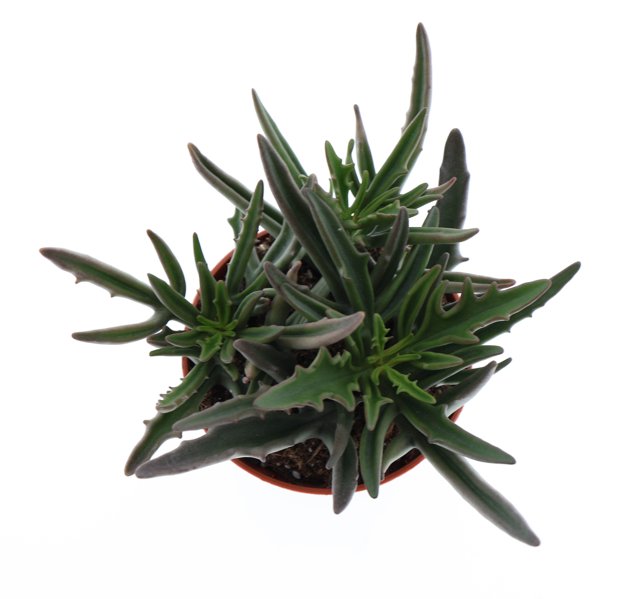 Kalanchoe spider, D 8,5