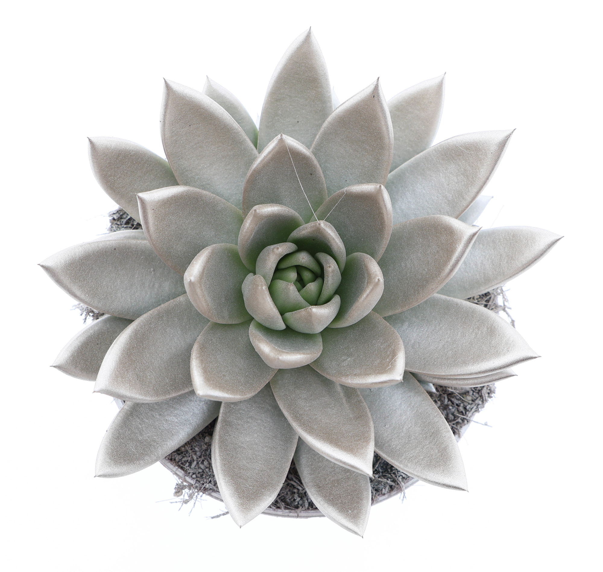 Rainbow champagne, D 15