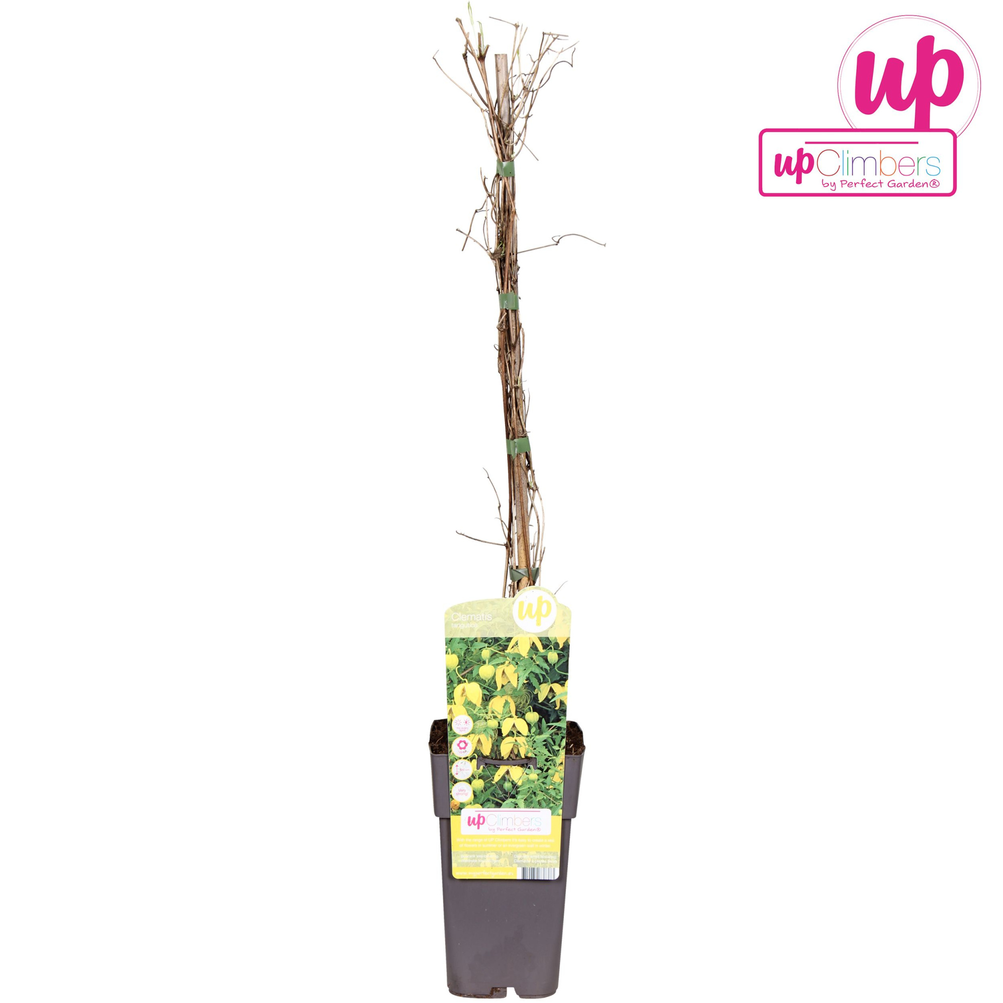 Clematis tangutica P15, D 15