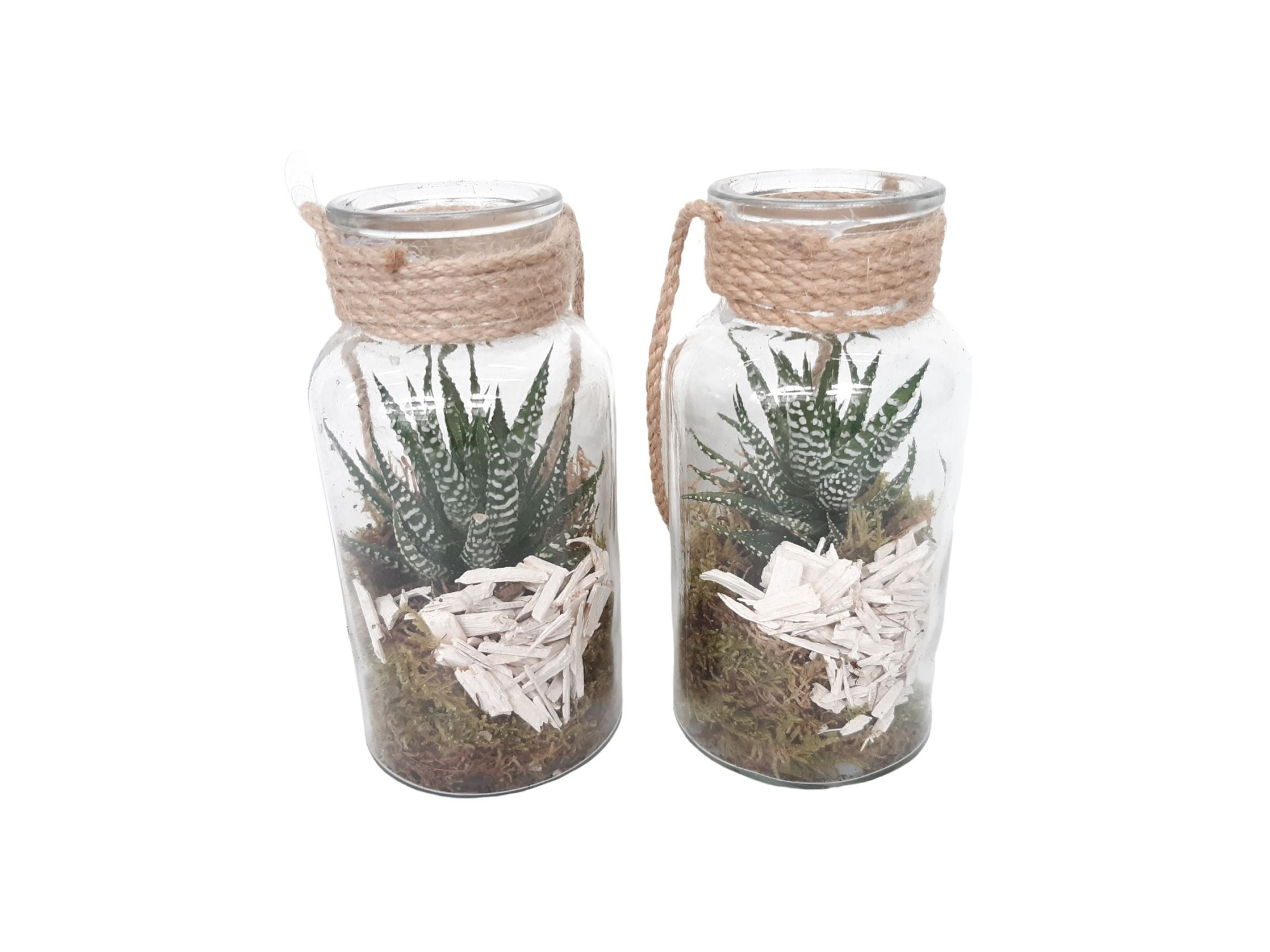 705 SUC flesje 8/16cm Haworthia, D 8