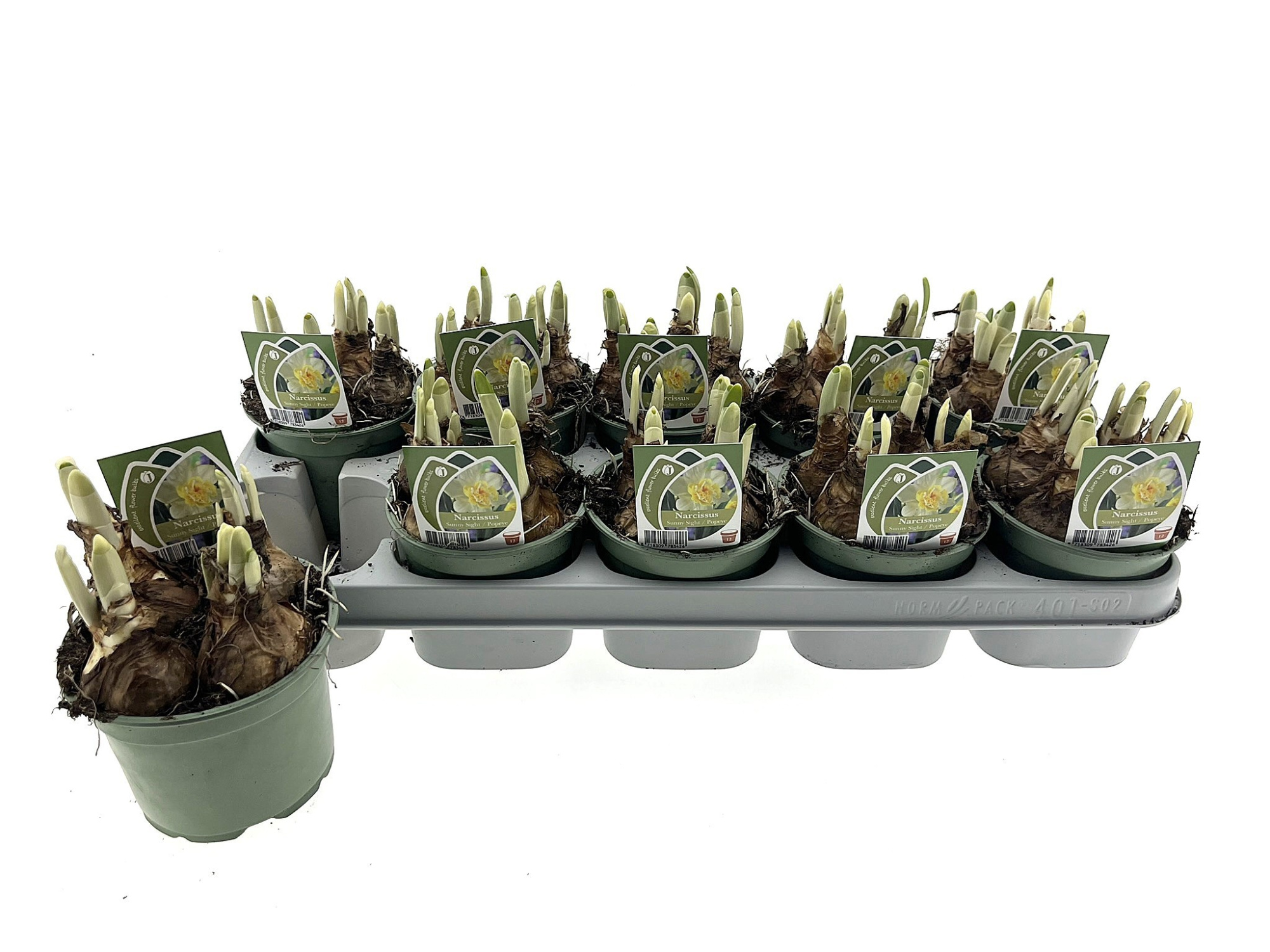 Narcis Sunny Sight 12 cm, D 12