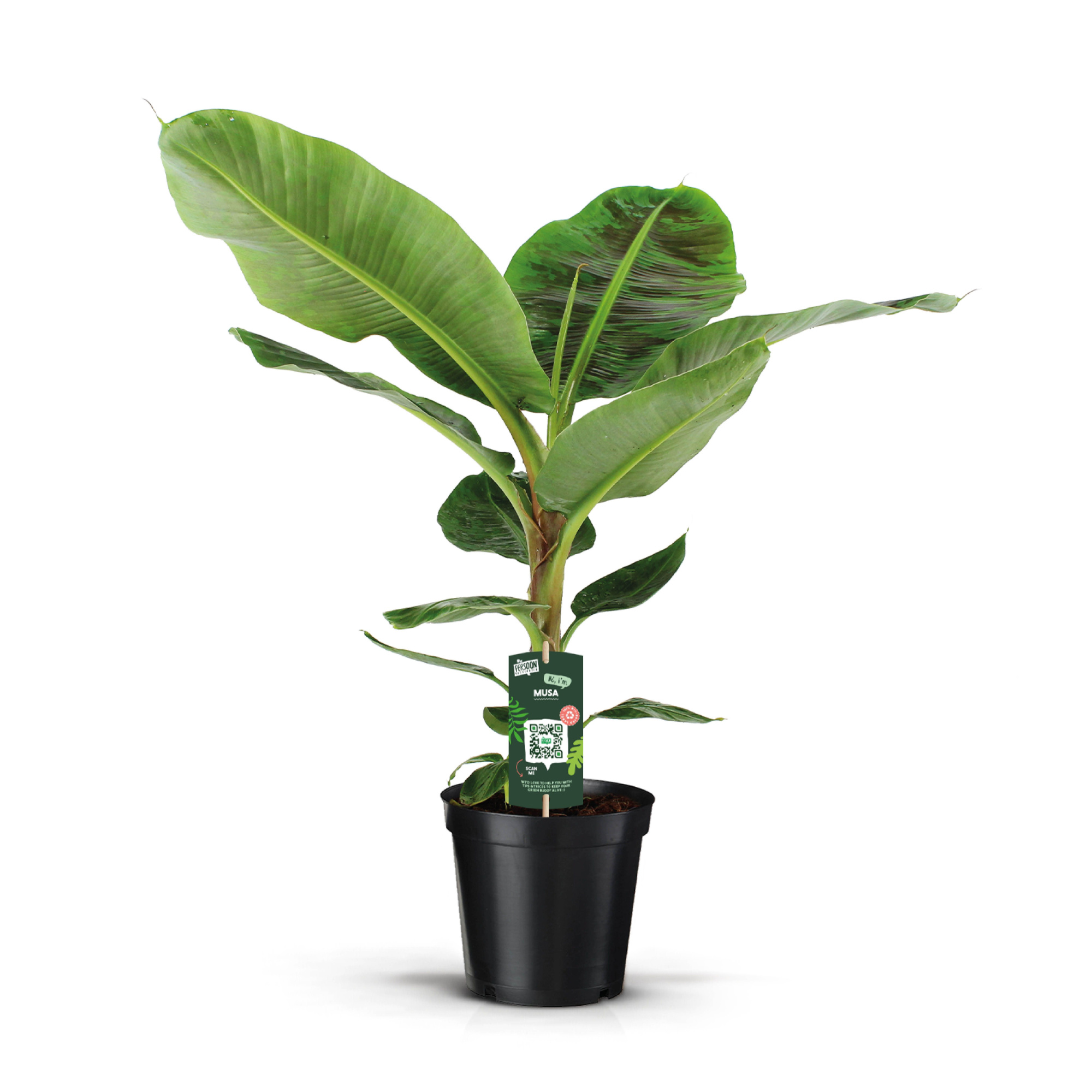 Musa Dwarf Cavendish, D 21