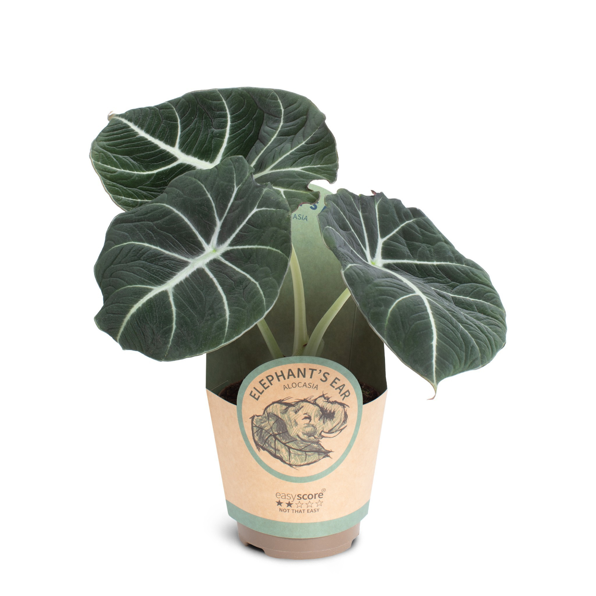 Alocasia ´Black Velvet´, D 11