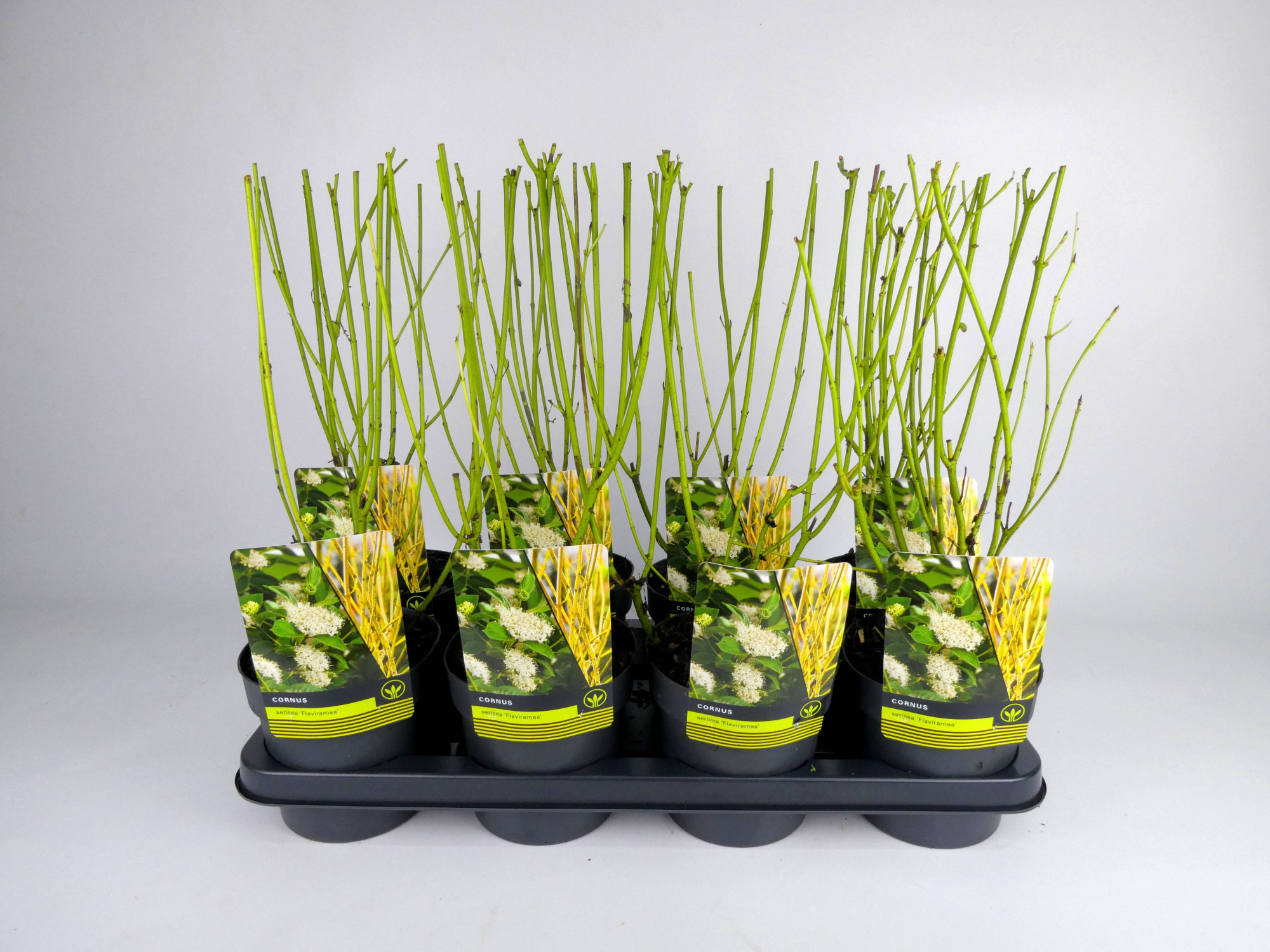Cornus 'Flaviramea', D 14