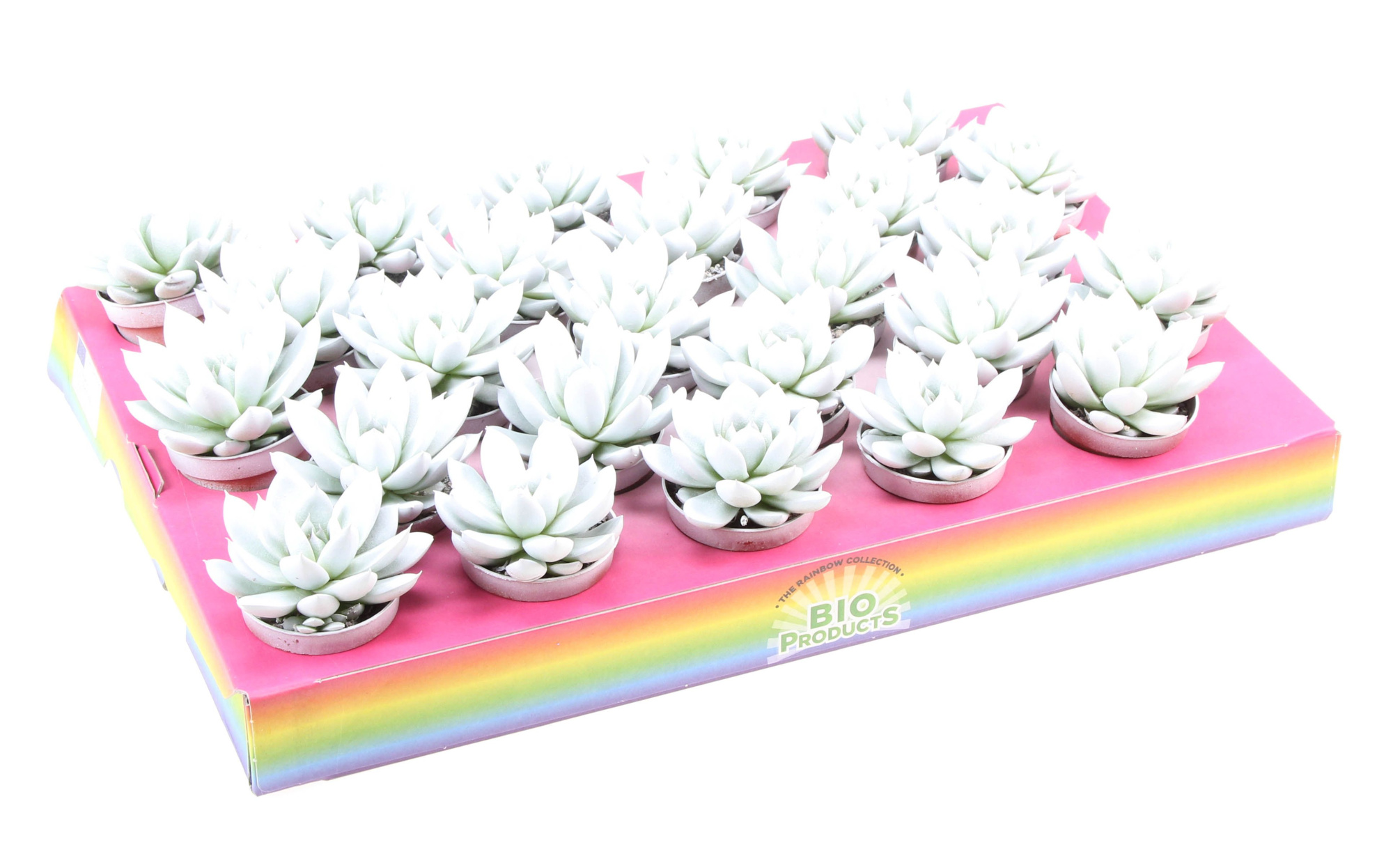 Bio miranda rainbow white, D 5,5