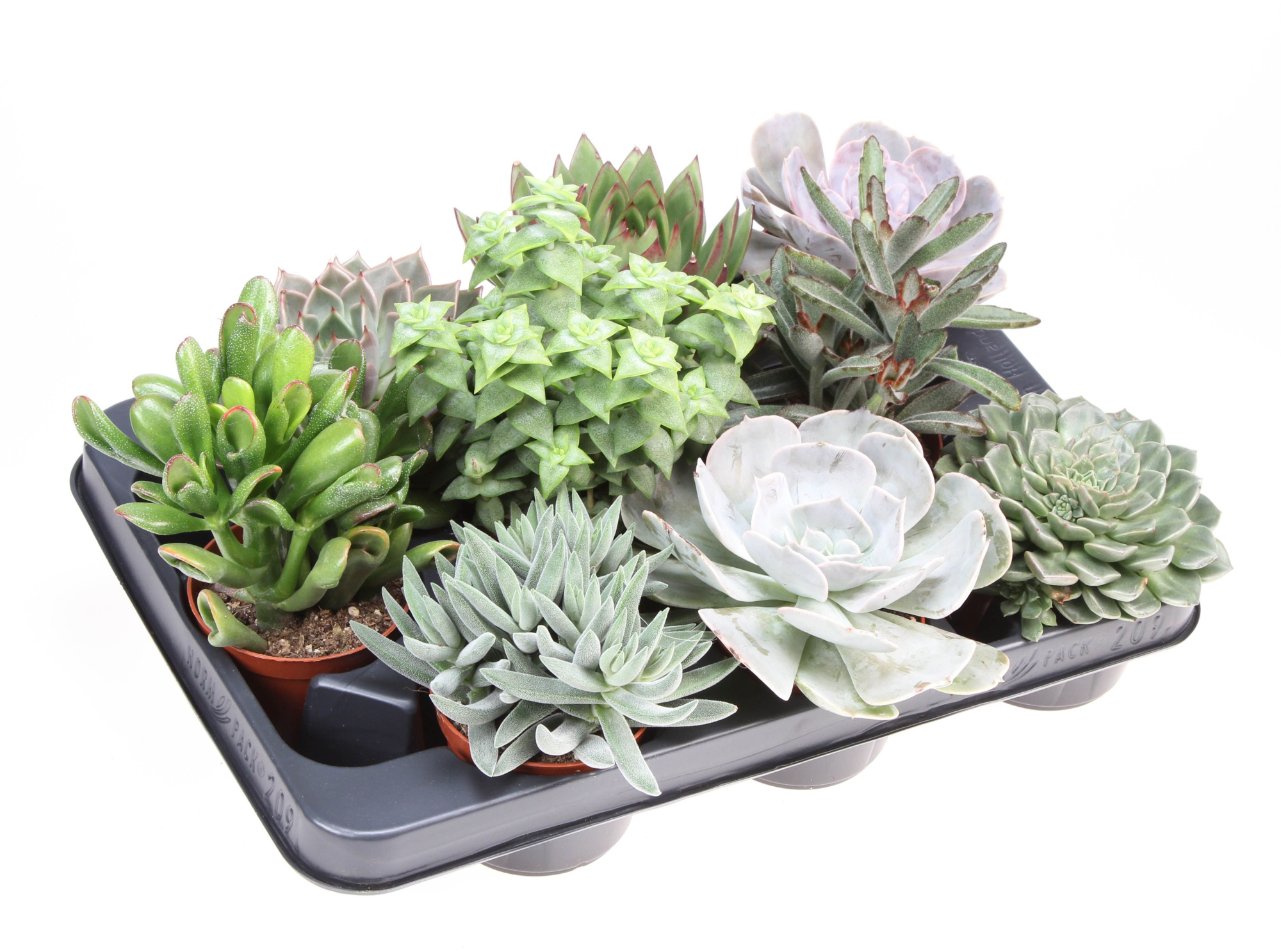 Succulenten mix XL, D 8,5