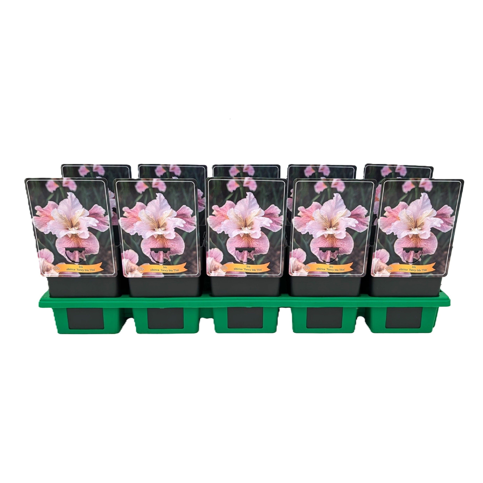 Iris Sibirica 'Fancy me this' P11, D 11