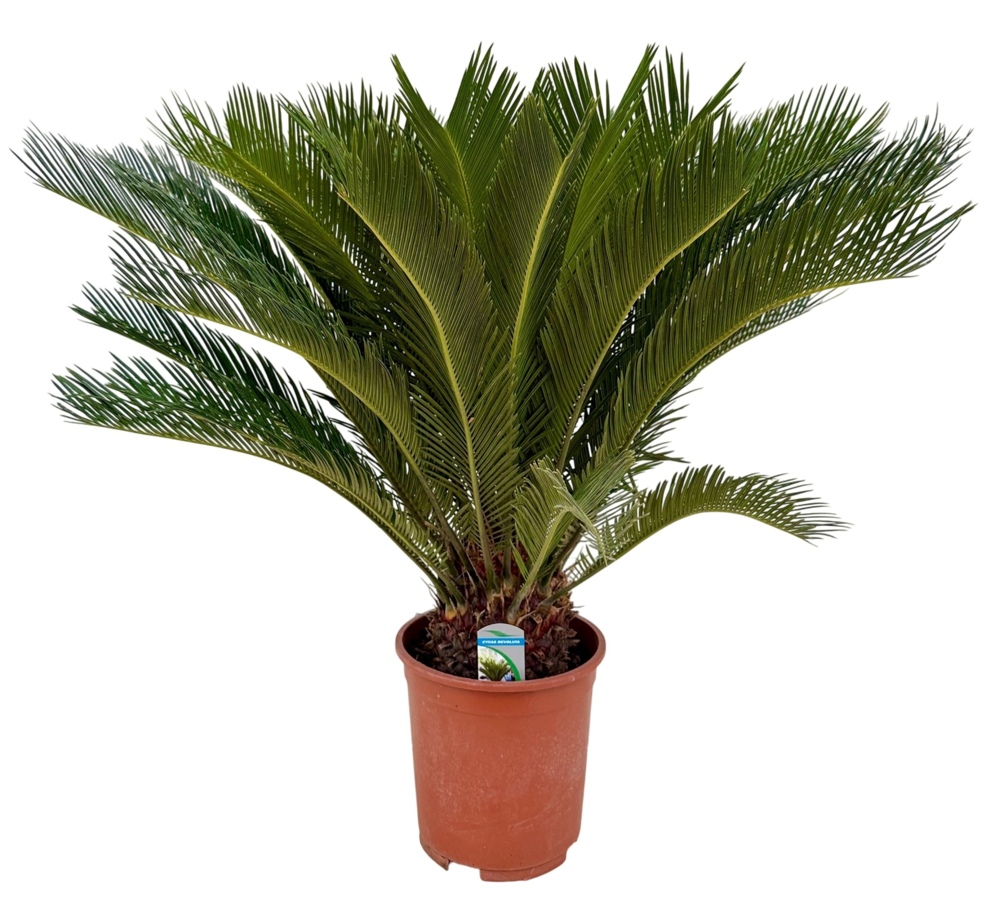 Cycas revoluta P27, D 27