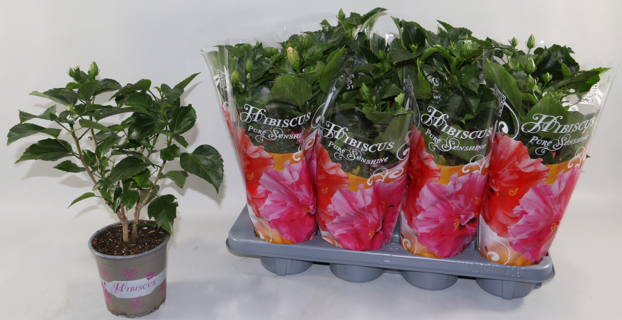 Hibiscus rosa sinensis 4+ "Sunshiners®" mix dubbelbloemig in des, D 13