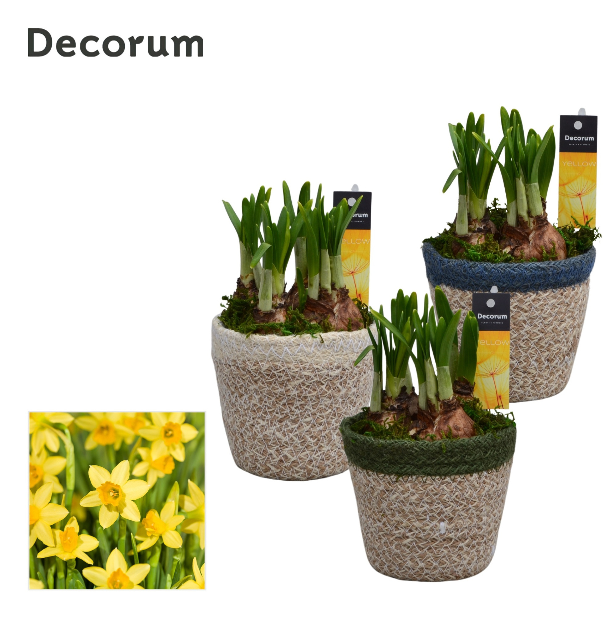 Narcis Randa HL15993N, D 10