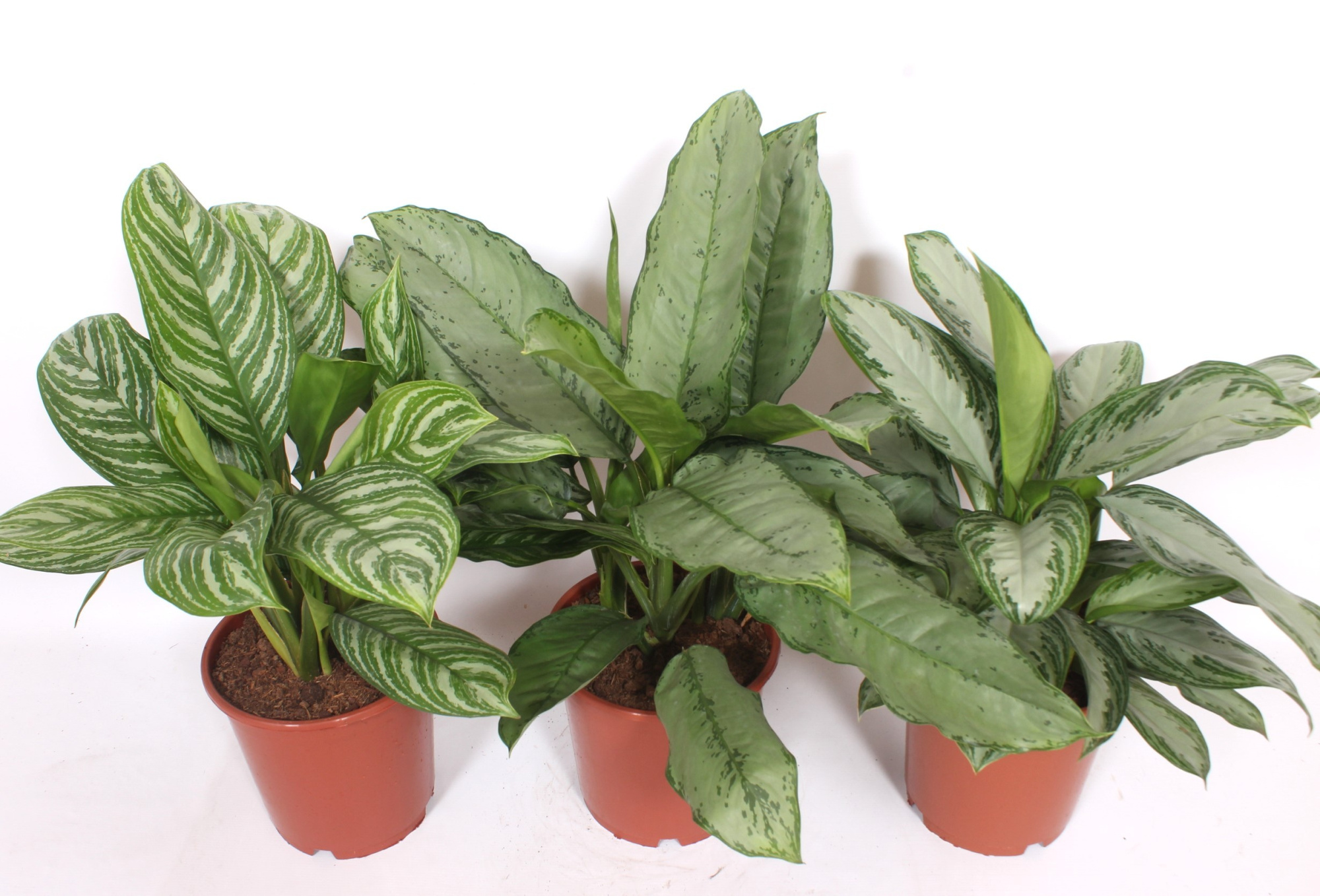 Aglaonema mix, D 24