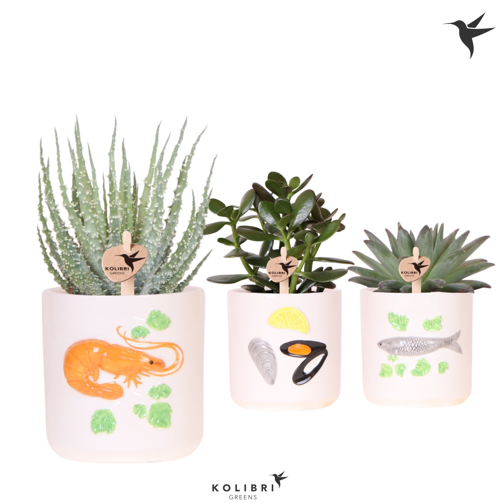 Kolibri Greens Succulenten mix in Fruits De Mer pot mix, D 9