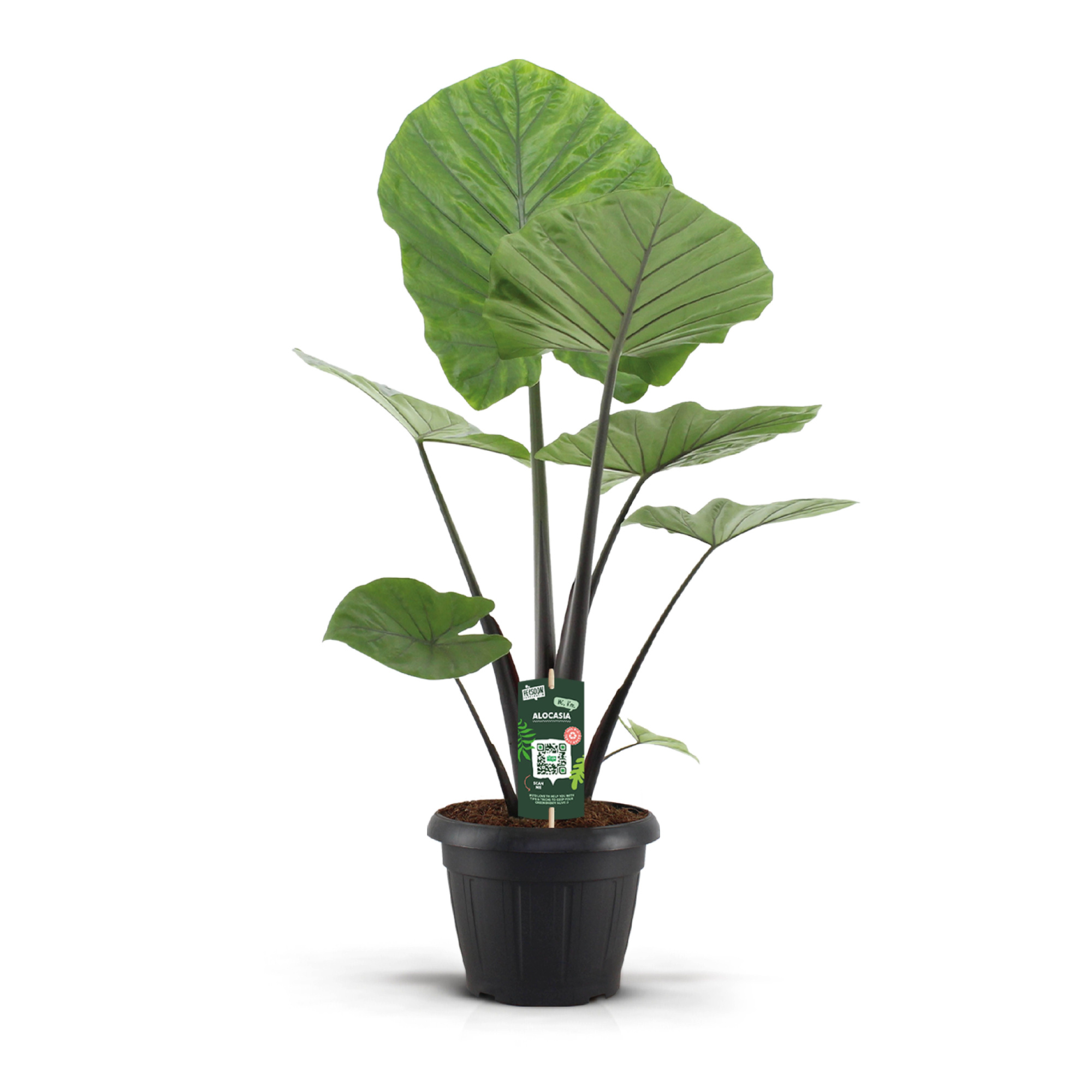 Alocasia Dark Star Decopot, D 35