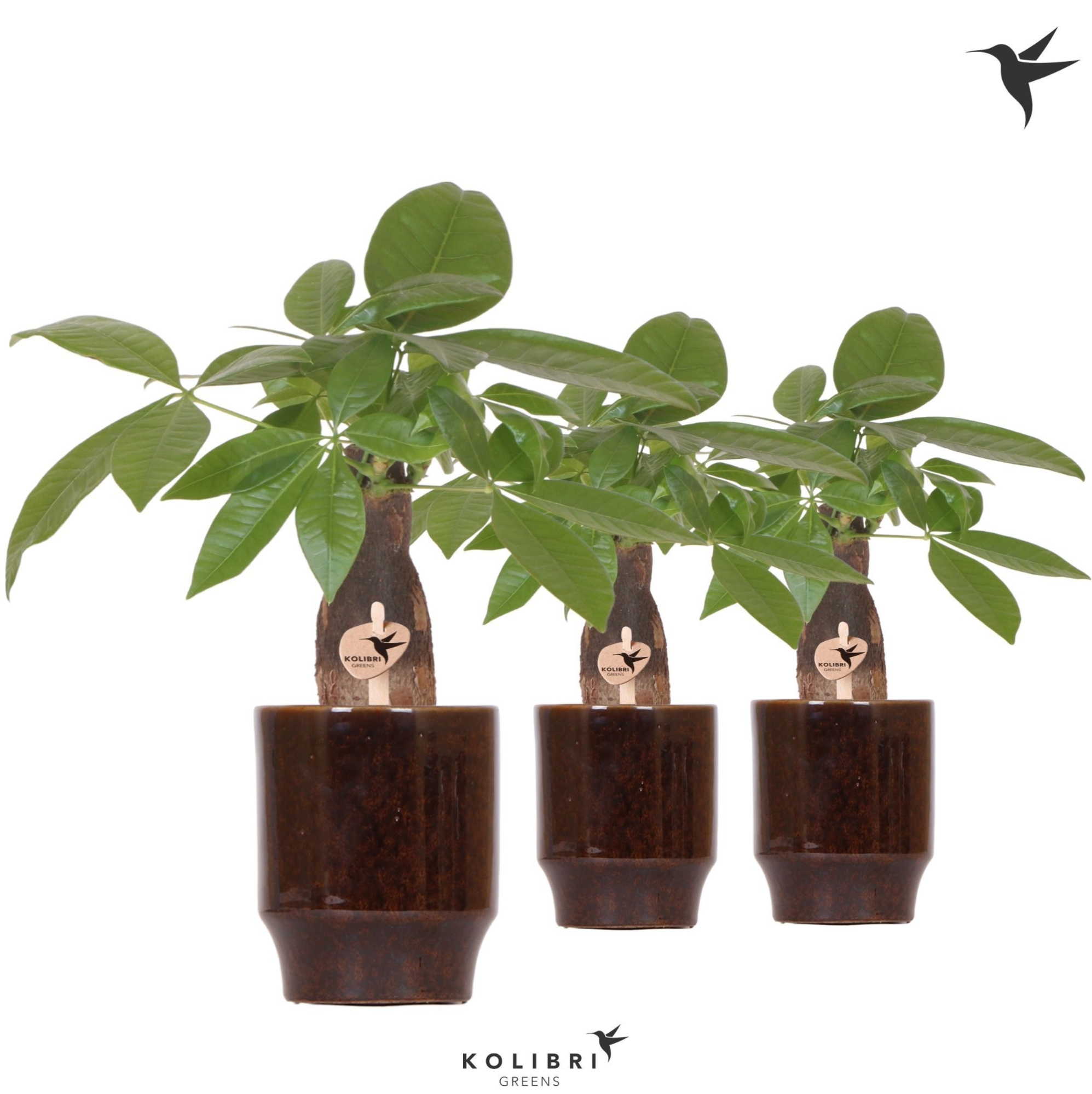 Kolibri Greens Pachira in Classy pot brown, D 9