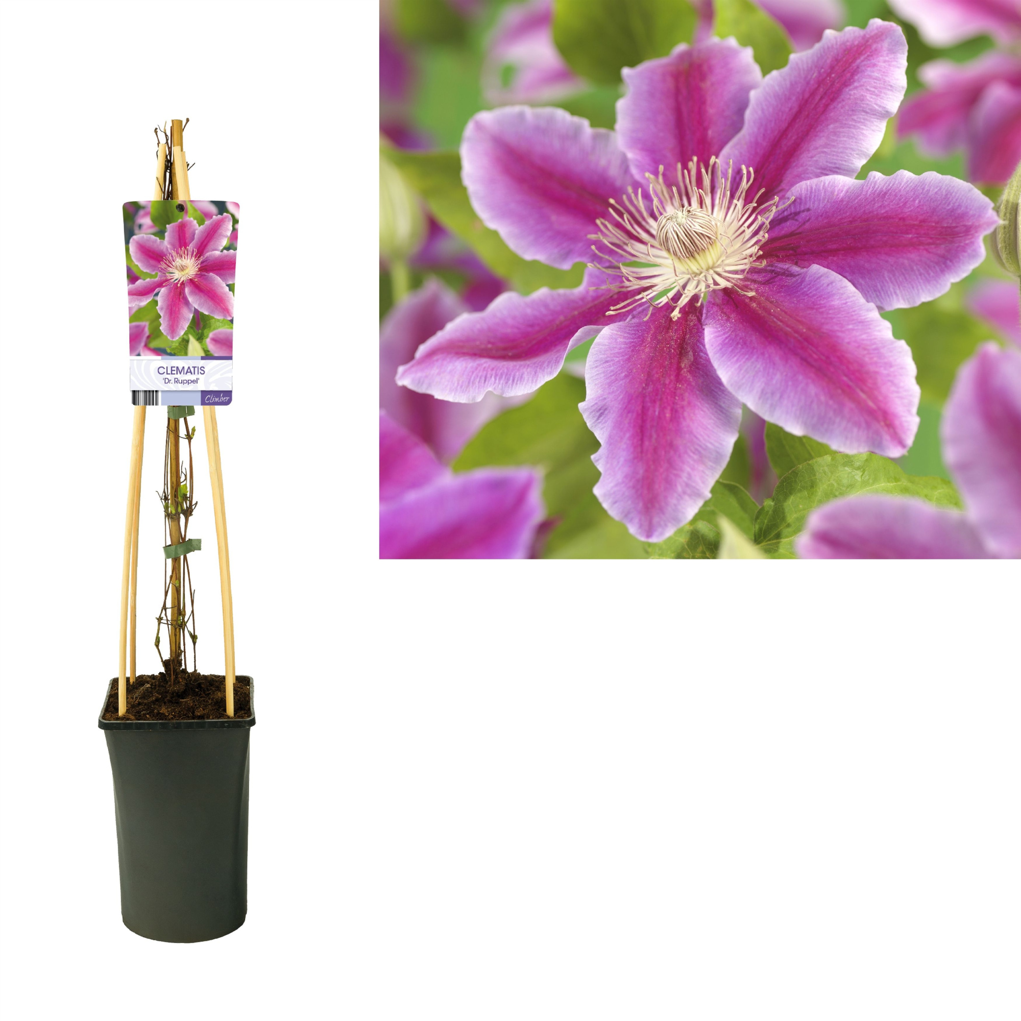 Clematis 'Dr. Ruppel' +light label, D 17