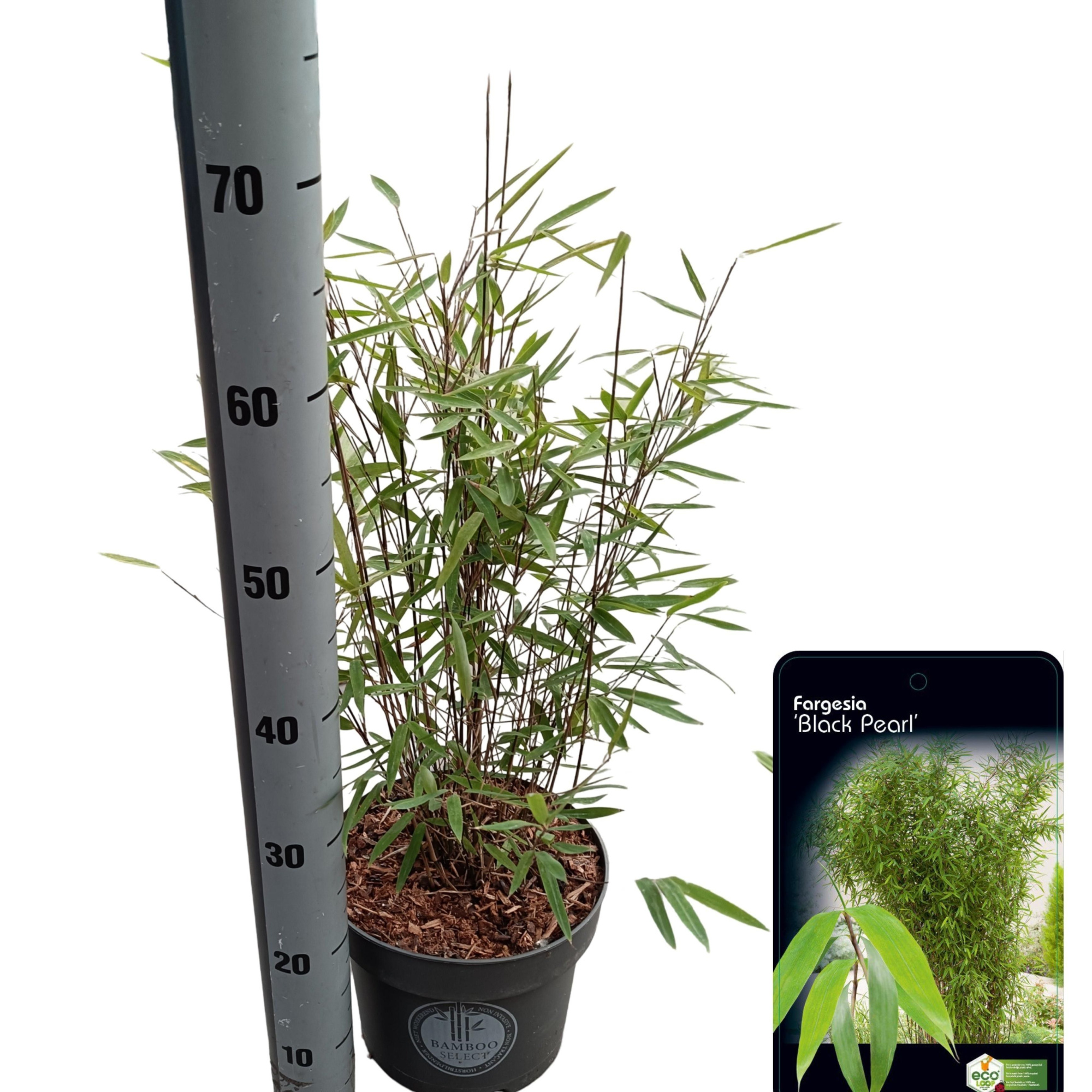 Fargesia nitida 'Black Dragon', D 23