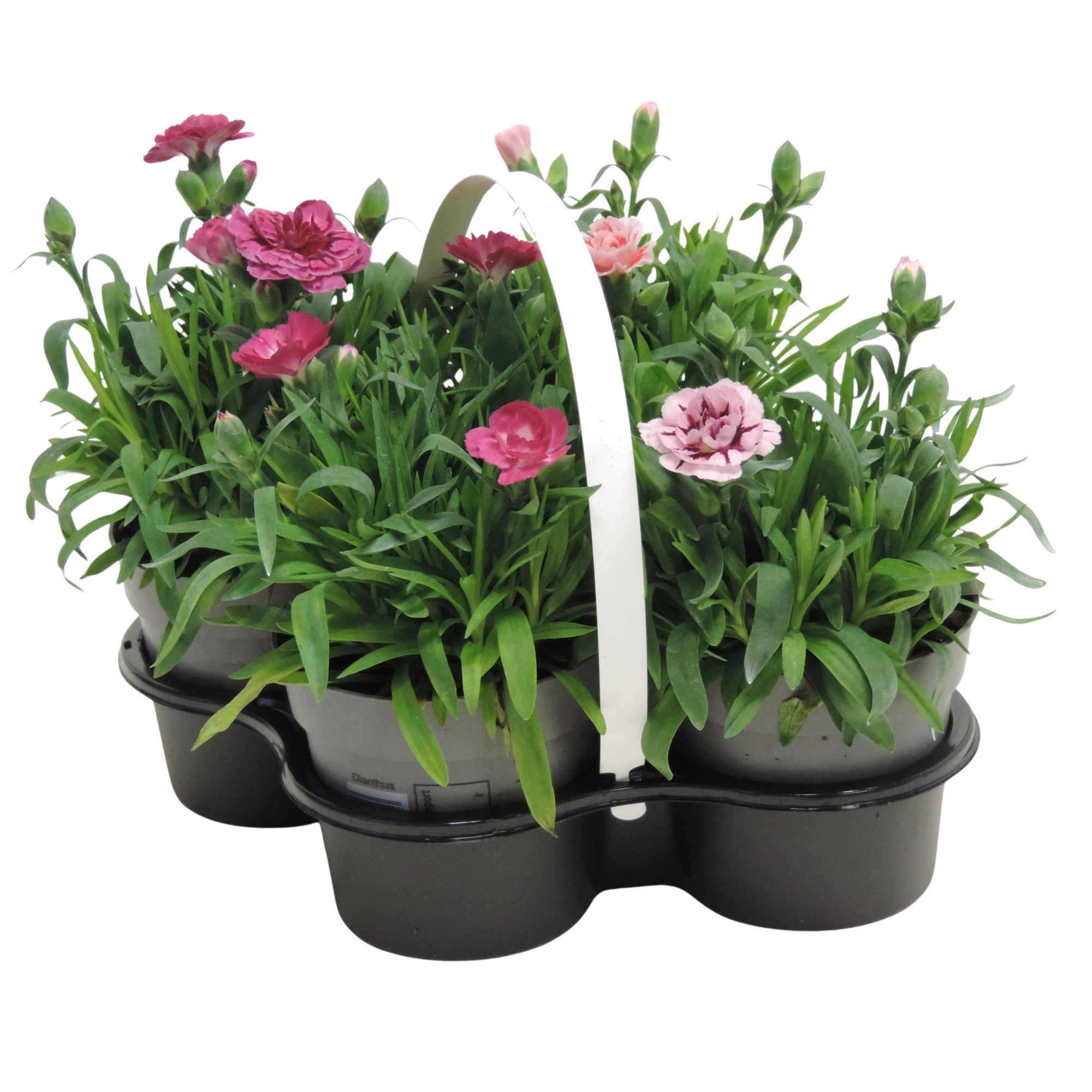 Dianthus Oscar 10.5 cm 4-Pack, D 10,5