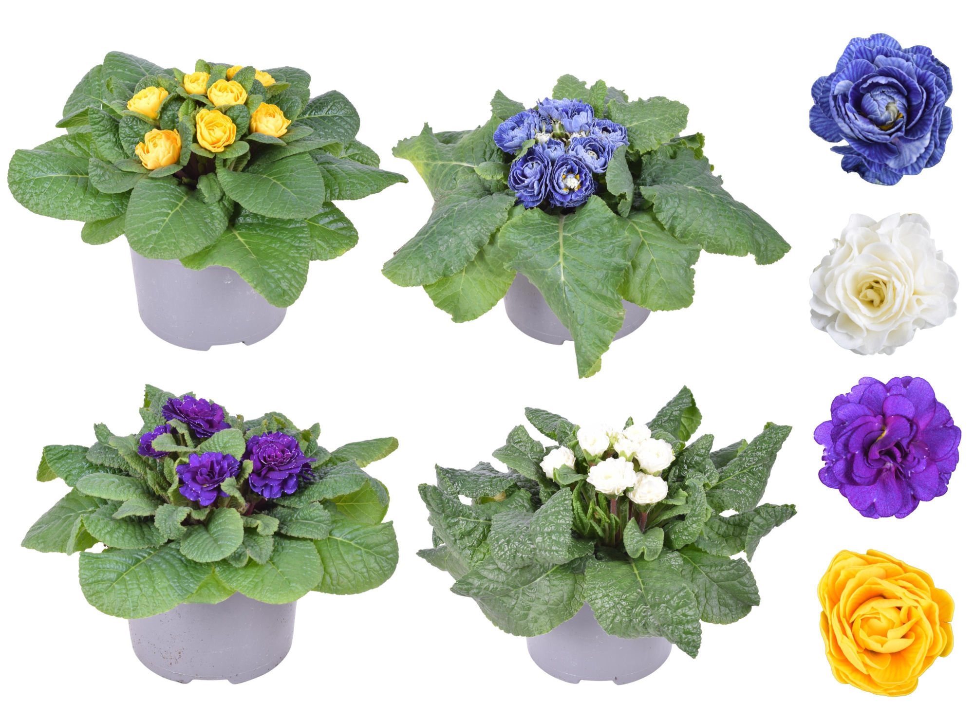 Prim Belarina Dubbel MixLAAG, D 13