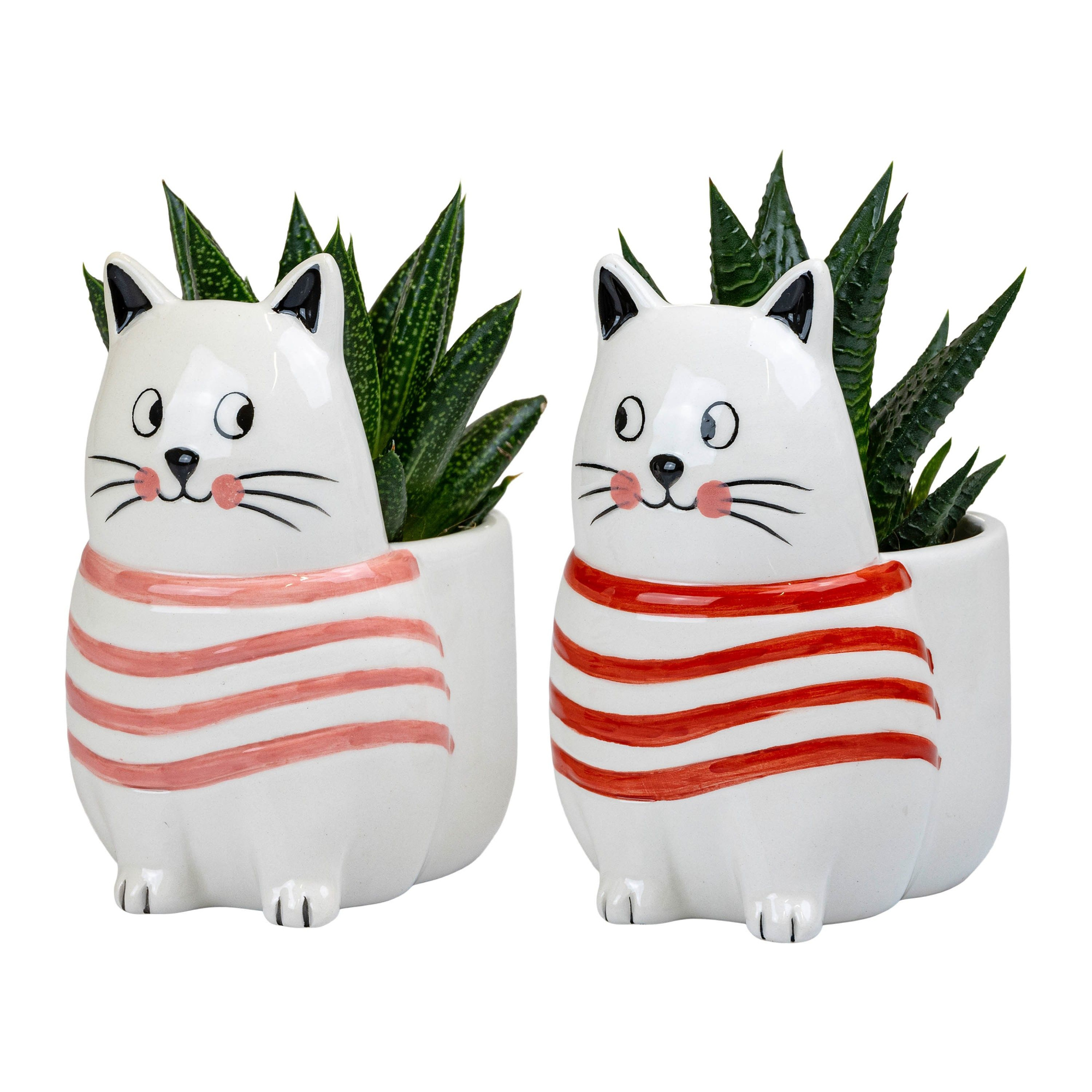 Purrfect Love with Succulent mix, D 6