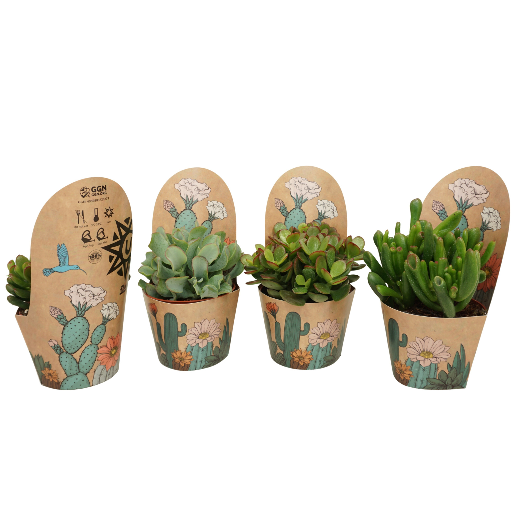 Crassula mix 10,5 cm in Ubink potcover, D 10,5