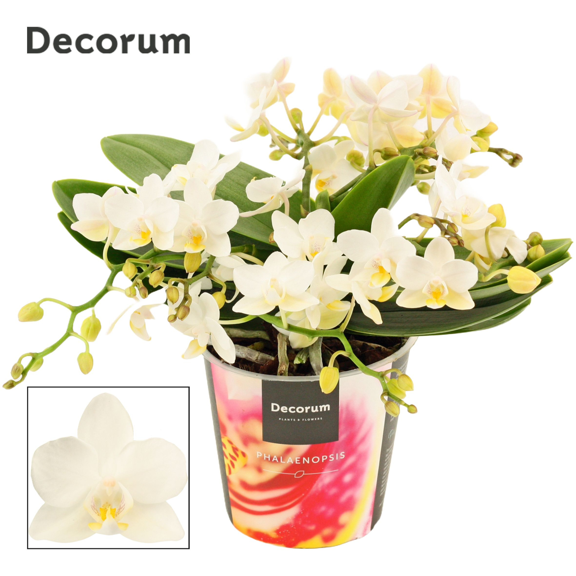 Phalaenopsis Table Whitney 4+ tak (Decorum), D 12