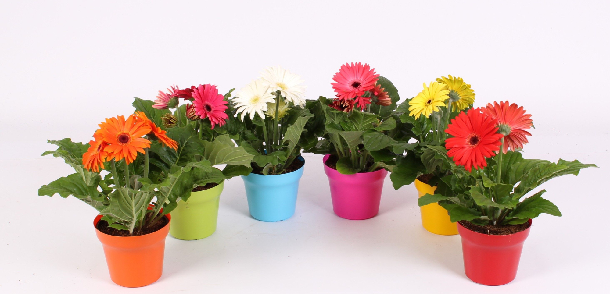 Gerbera belicht 2+ 12cm in Jivepot plastic diverse kleuren, D 12