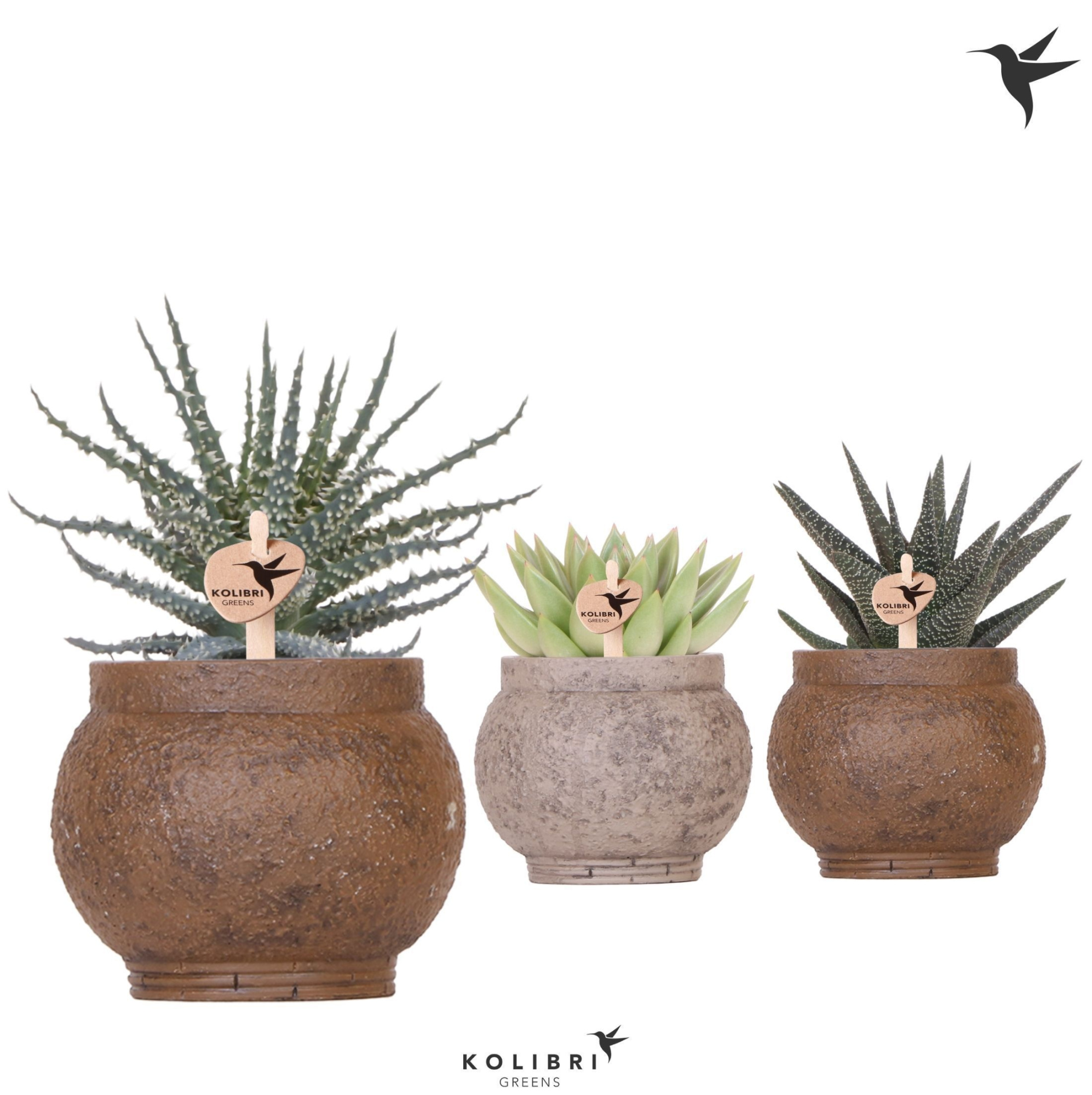 Kolibri Greens Succulenten mix in Ancient pot brown mix, D 9