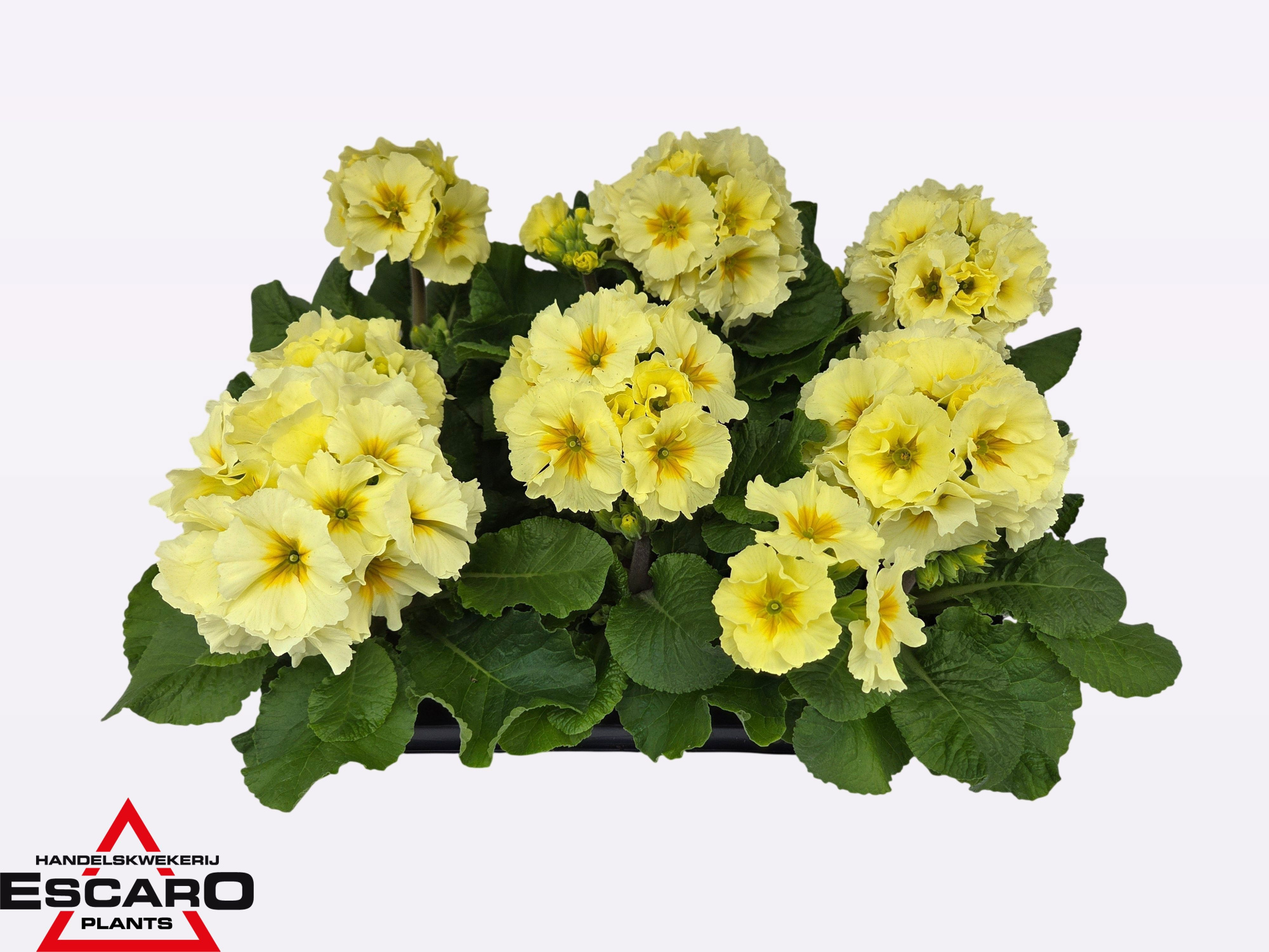 Primula elatior Sibel lime P12, D 12