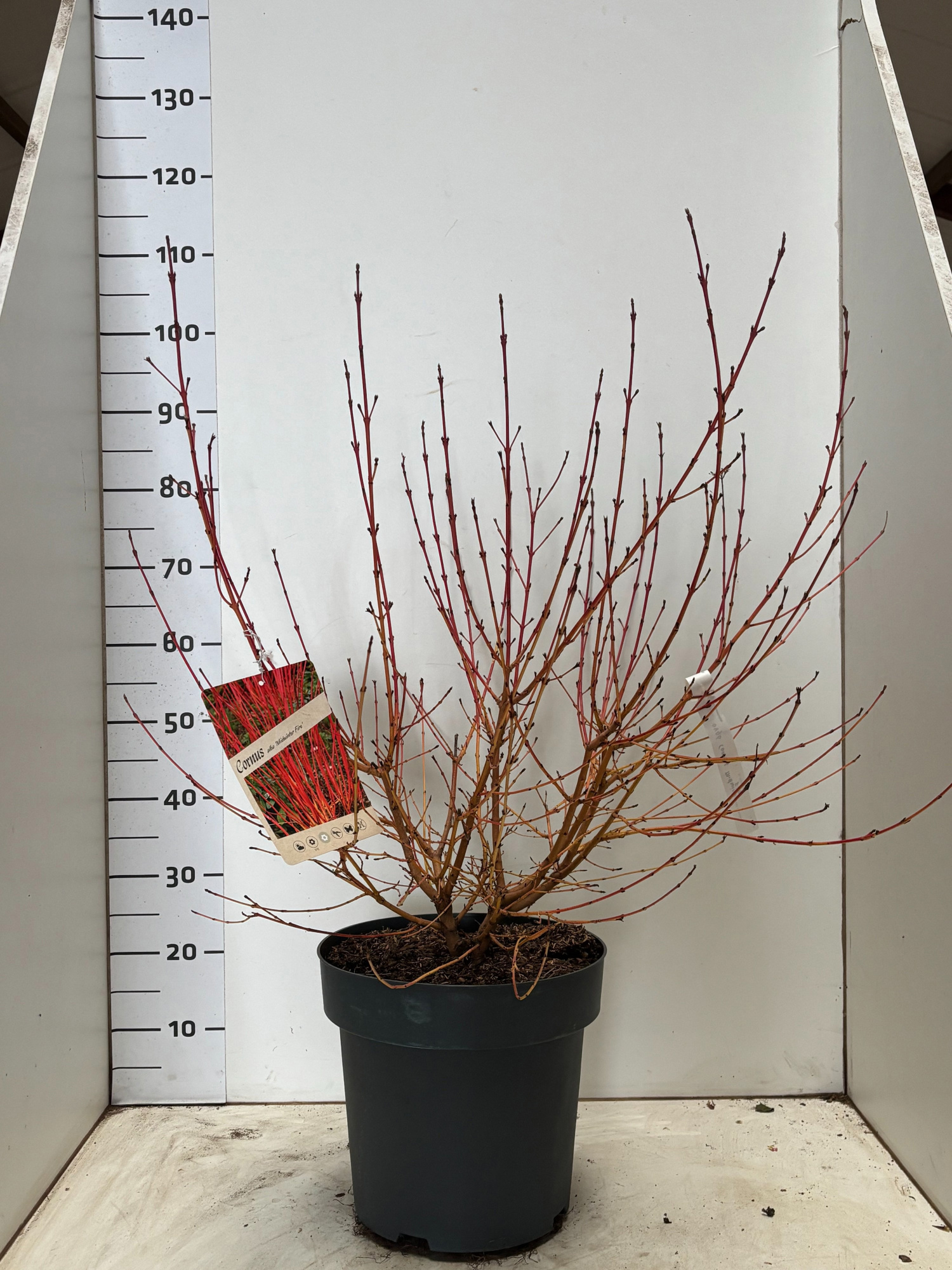 CornussanguineumMidwinterFire, D 31