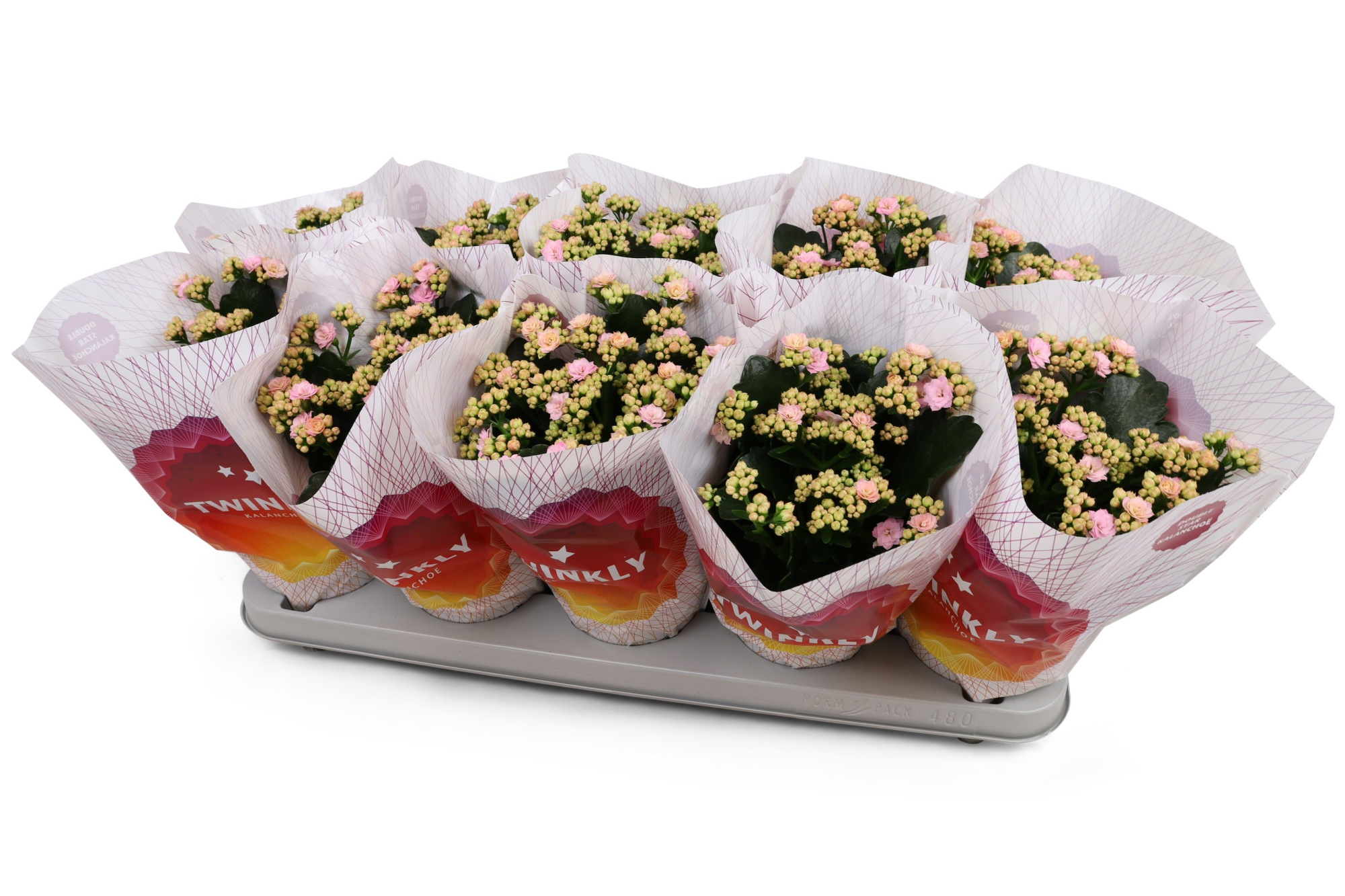 Kalanchoë Perfecta Pink Twinkly hoes, D 12