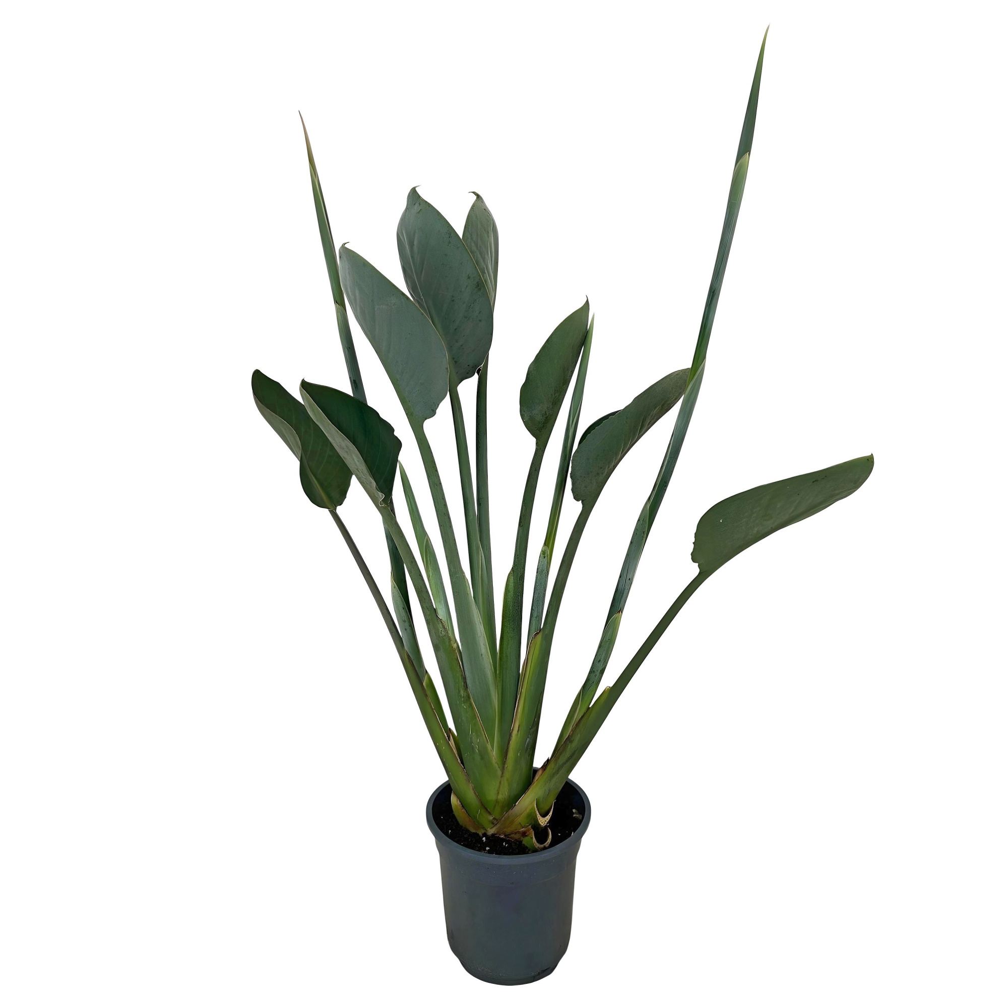Strelitzia Reginae 19cm 2 knop, D 19