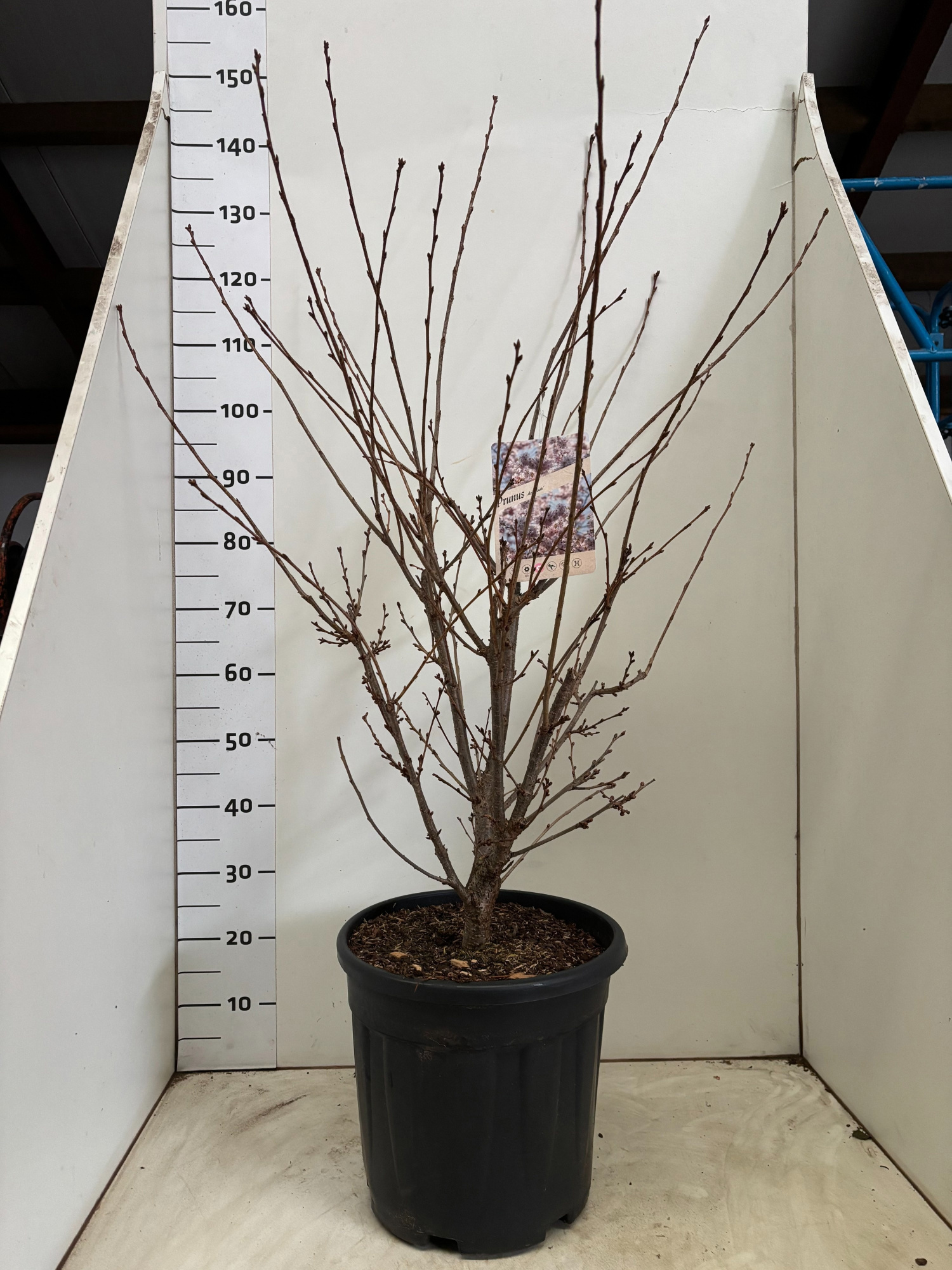 PrunusAccolade, D 34