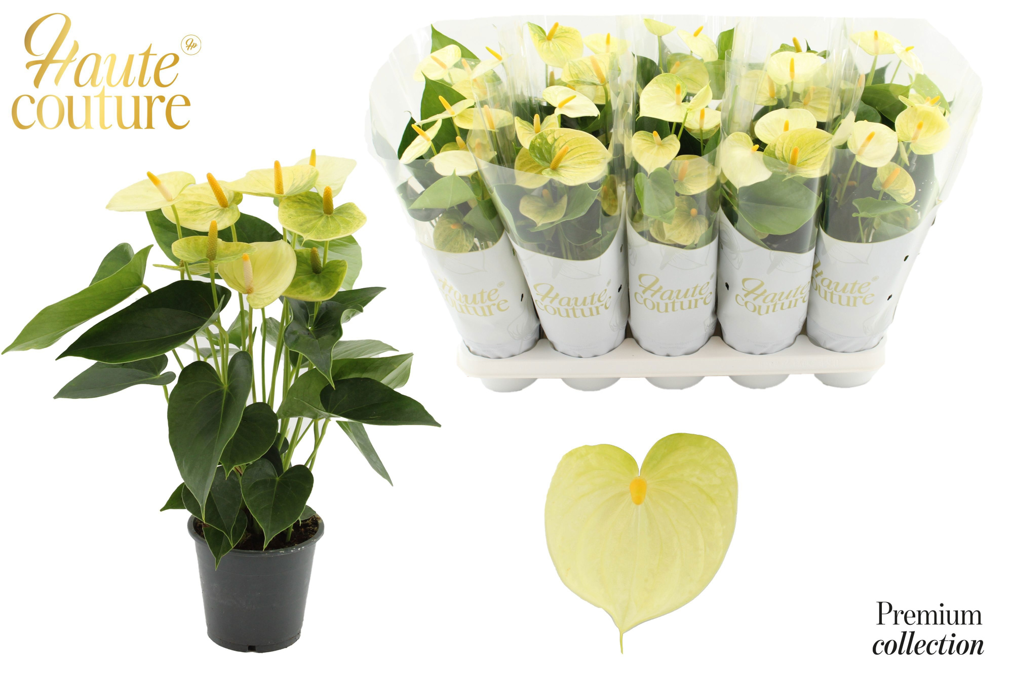 Anthurium 12 cm Vanilla in Haute Couture sleeve, D 12