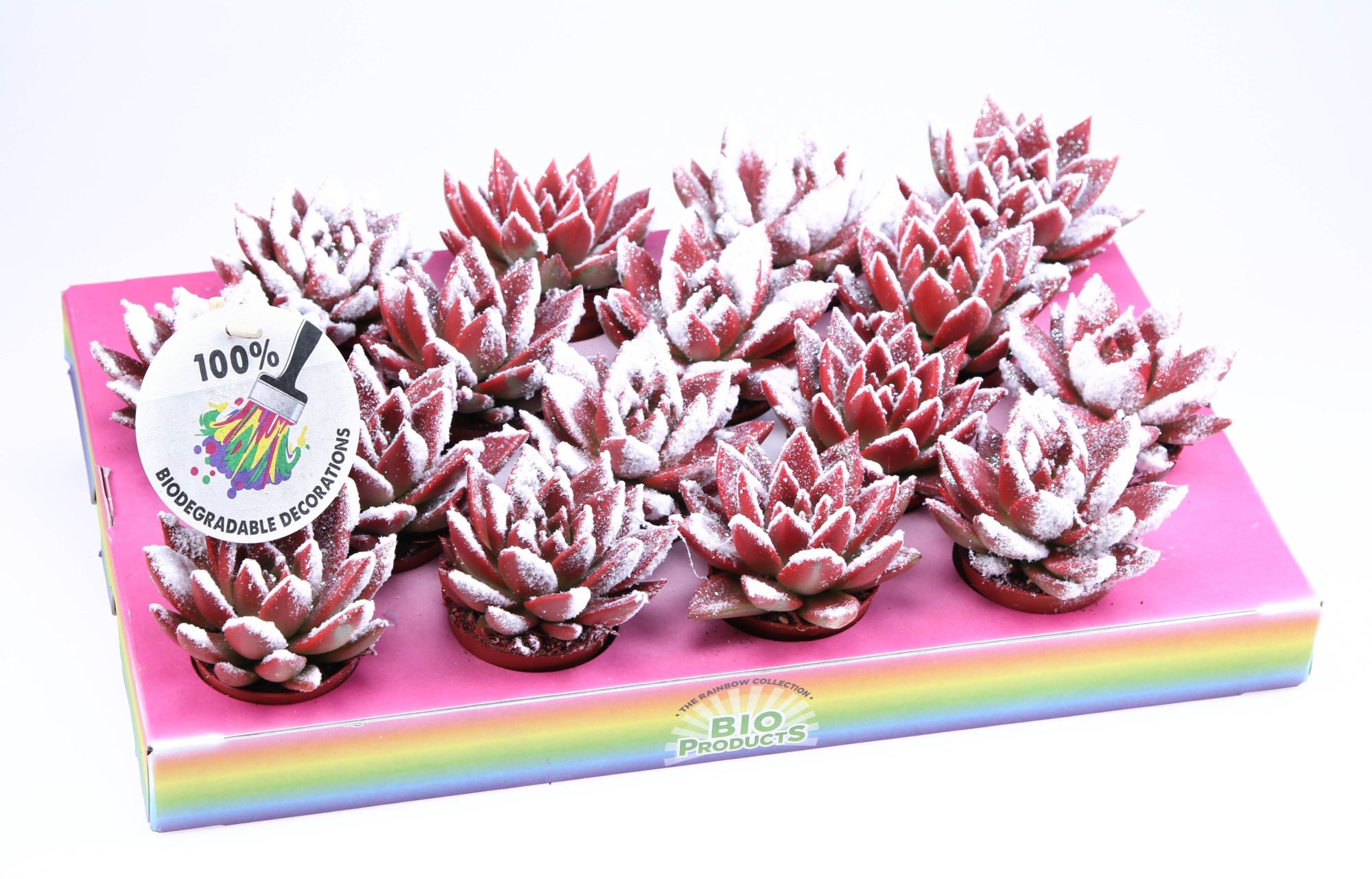 Miranda snowy + bio snow, D 6